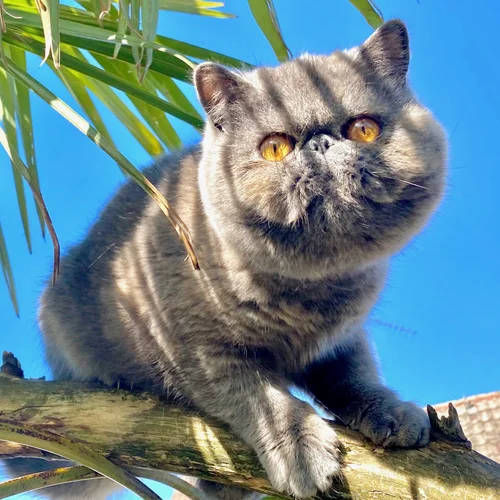 How Old are Retired Breeder Cats: Essential Age Insights Revealed