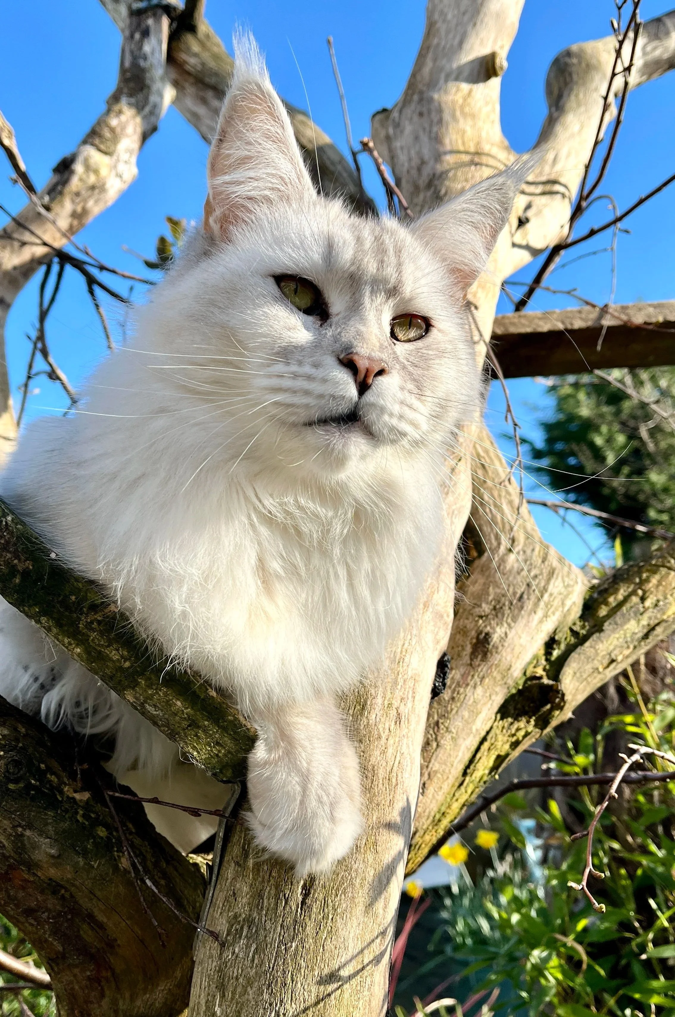25-1202 Petra, Silver Shaded, Maine Coon, Female