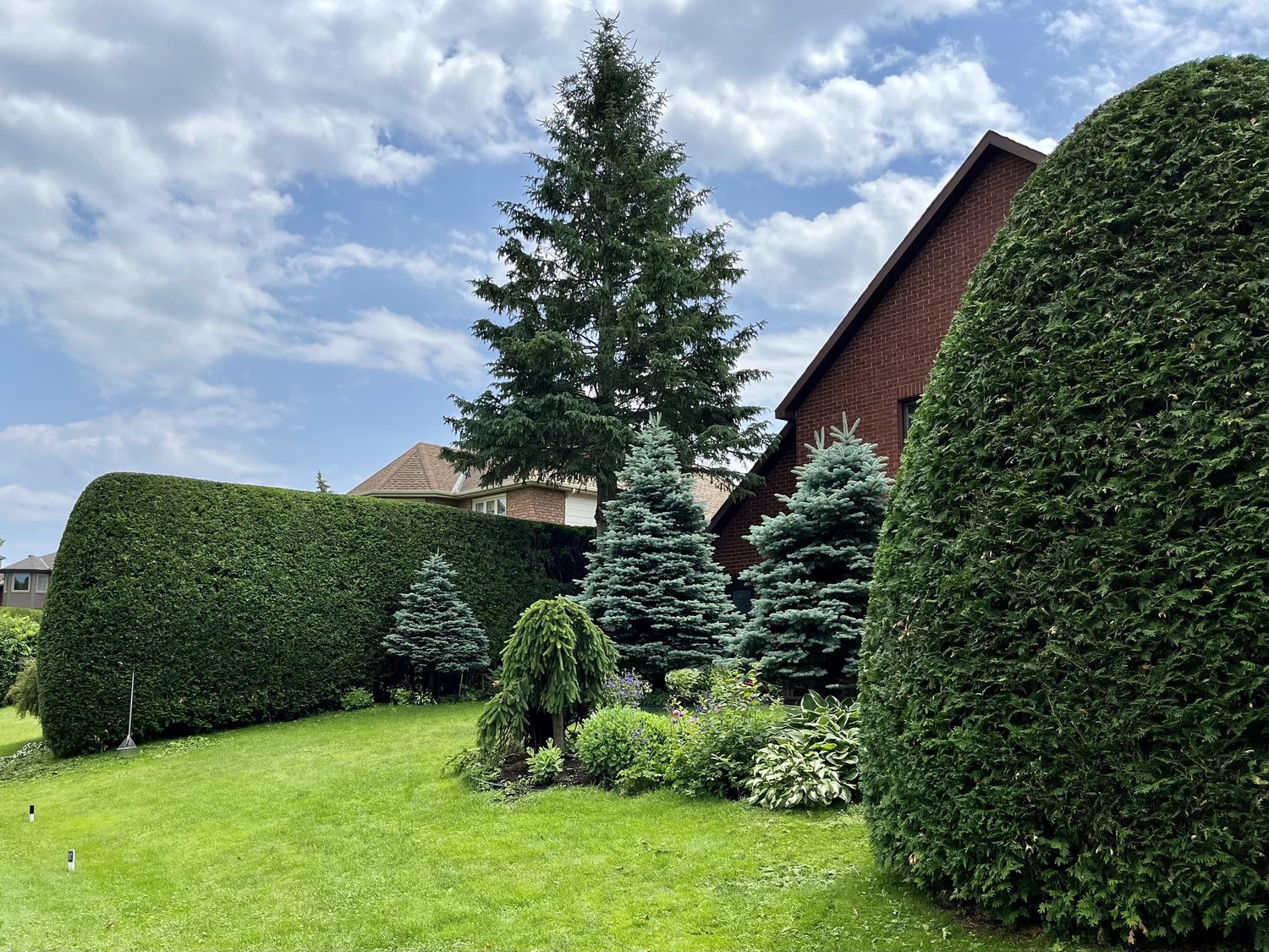 Our Work, Cedar Hedge Trimming Only Hedges Ottawa