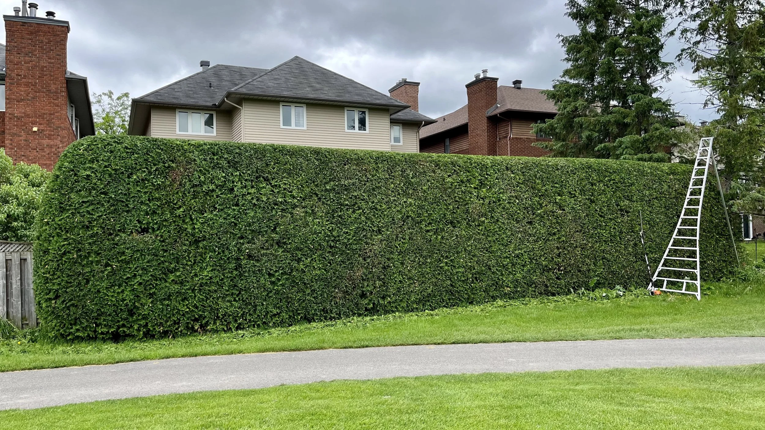 Ottawa's Cedar Hedge Trimming Service
