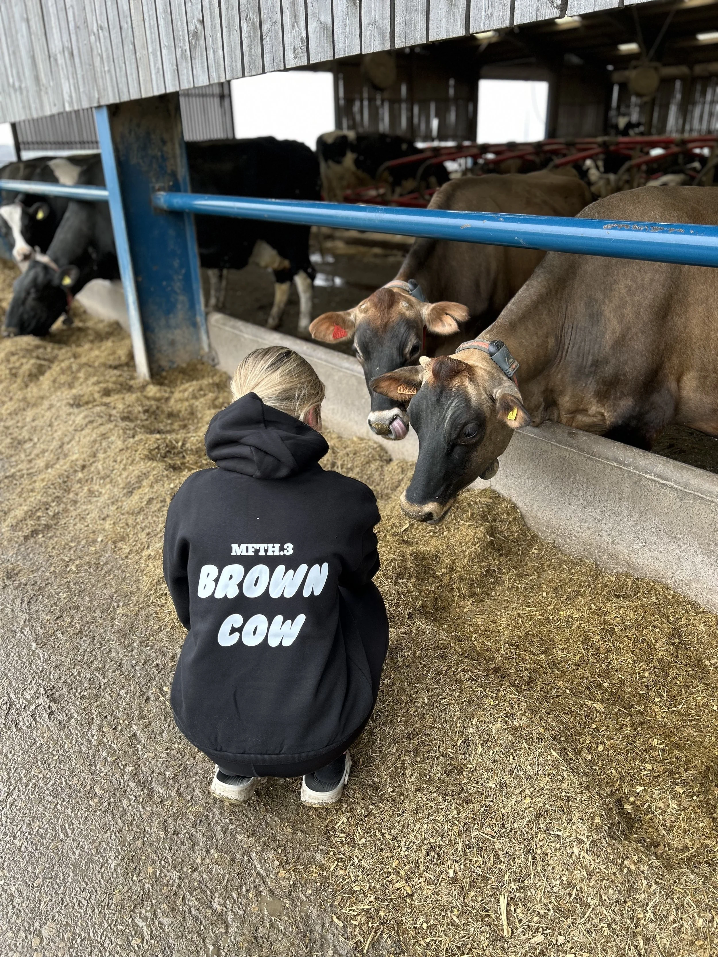 black brown cow.jpeg