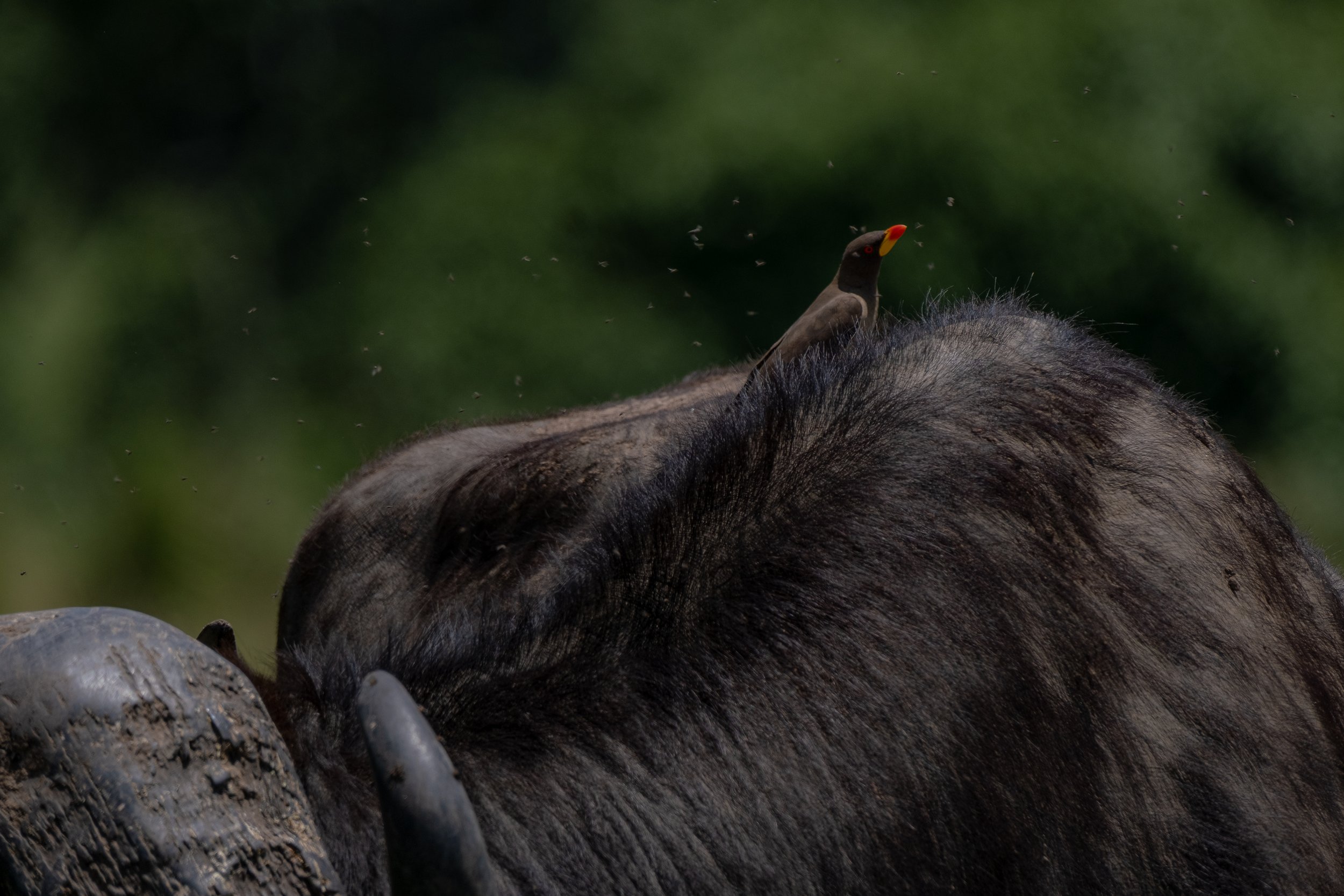 SAFARI 2023 LANDSCAPE-10.jpg