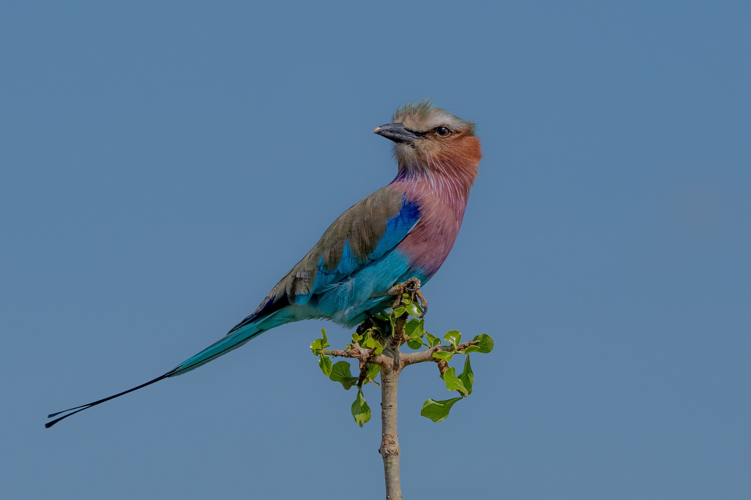 SAFARI 2023 LANDSCAPE-8.jpg