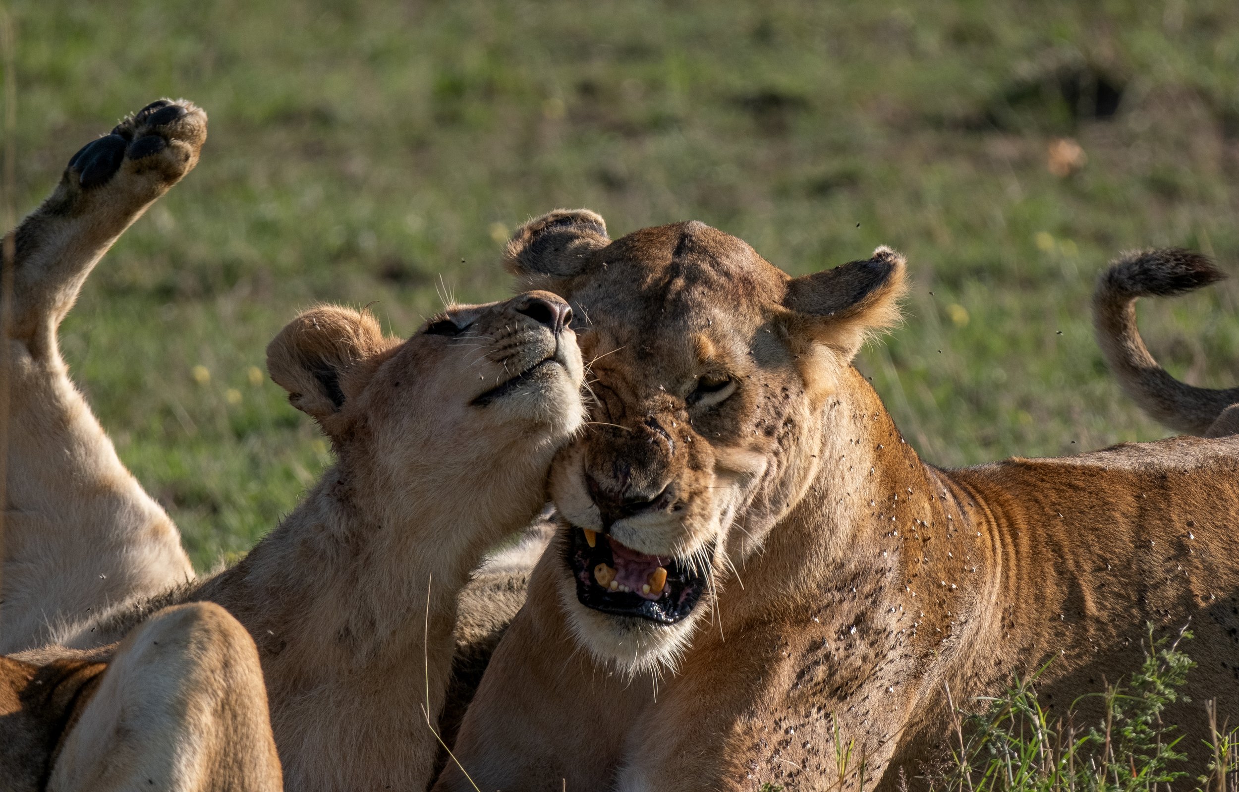 Safari-19.jpg