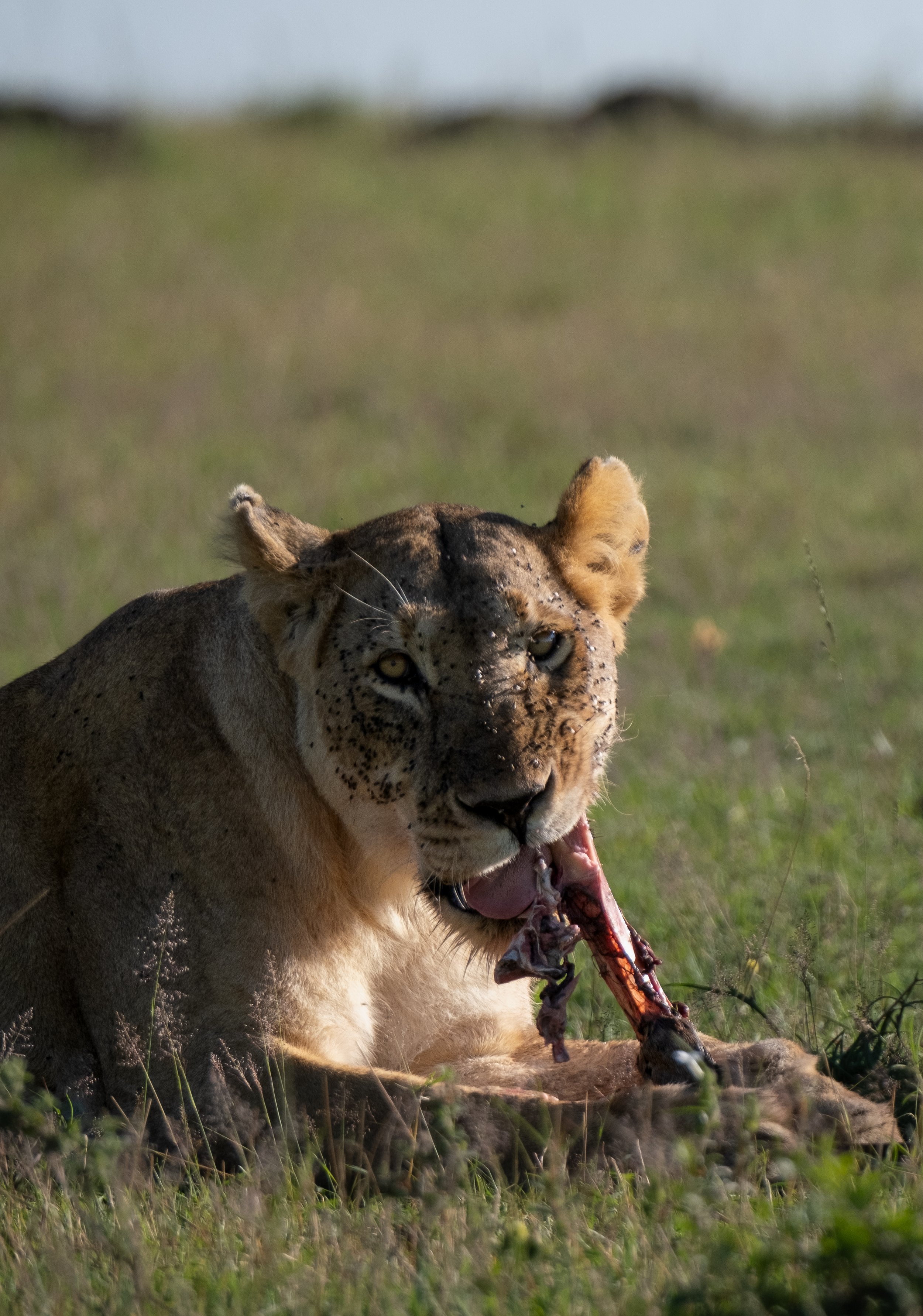 Safari-27.jpg