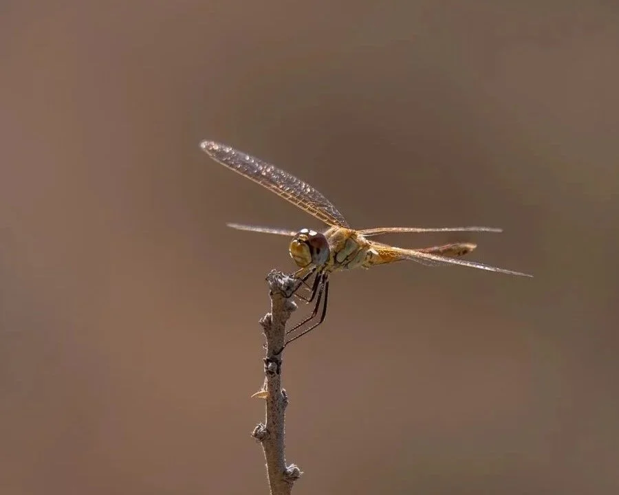 Algarve%2Bdragonfly%2B2.jpg