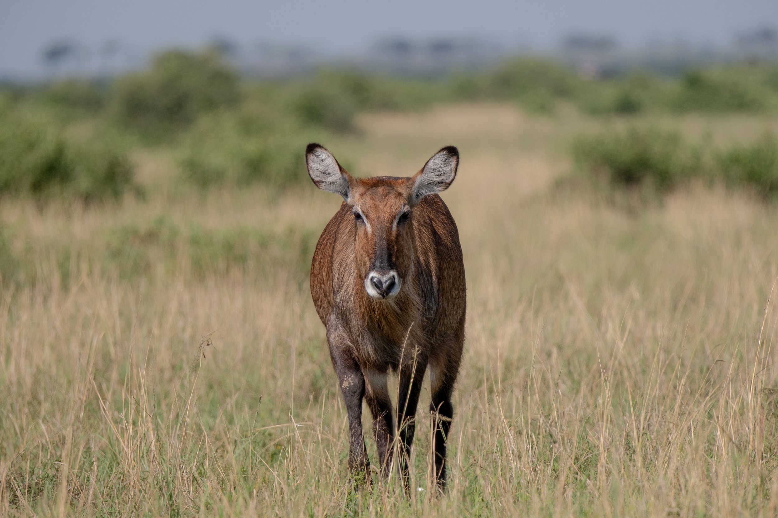 SAFARI 2023 LANDSCAPE-9.jpg