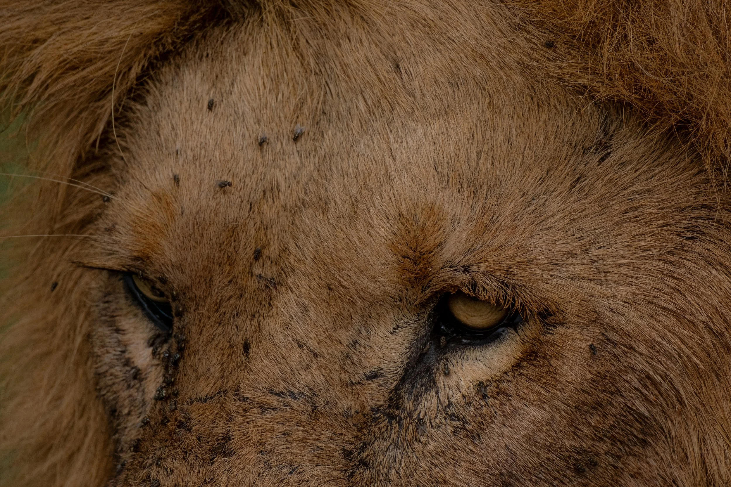 SAFARI 2023 LANDSCAPE-3.jpg