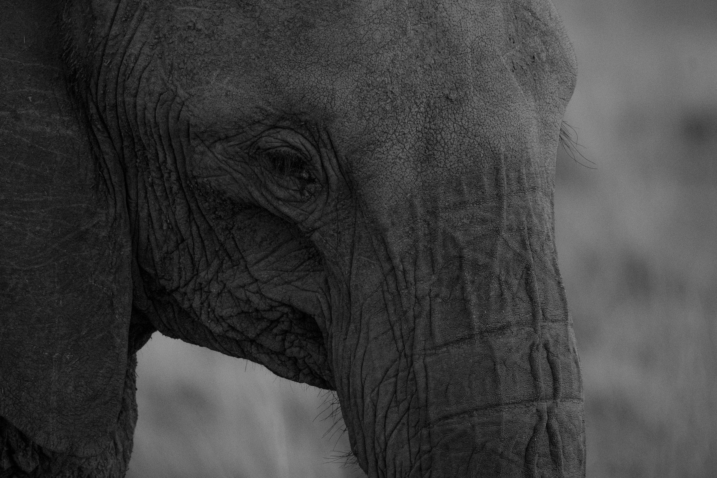 SAFARI 2023 LANDSCAPE-5.jpg