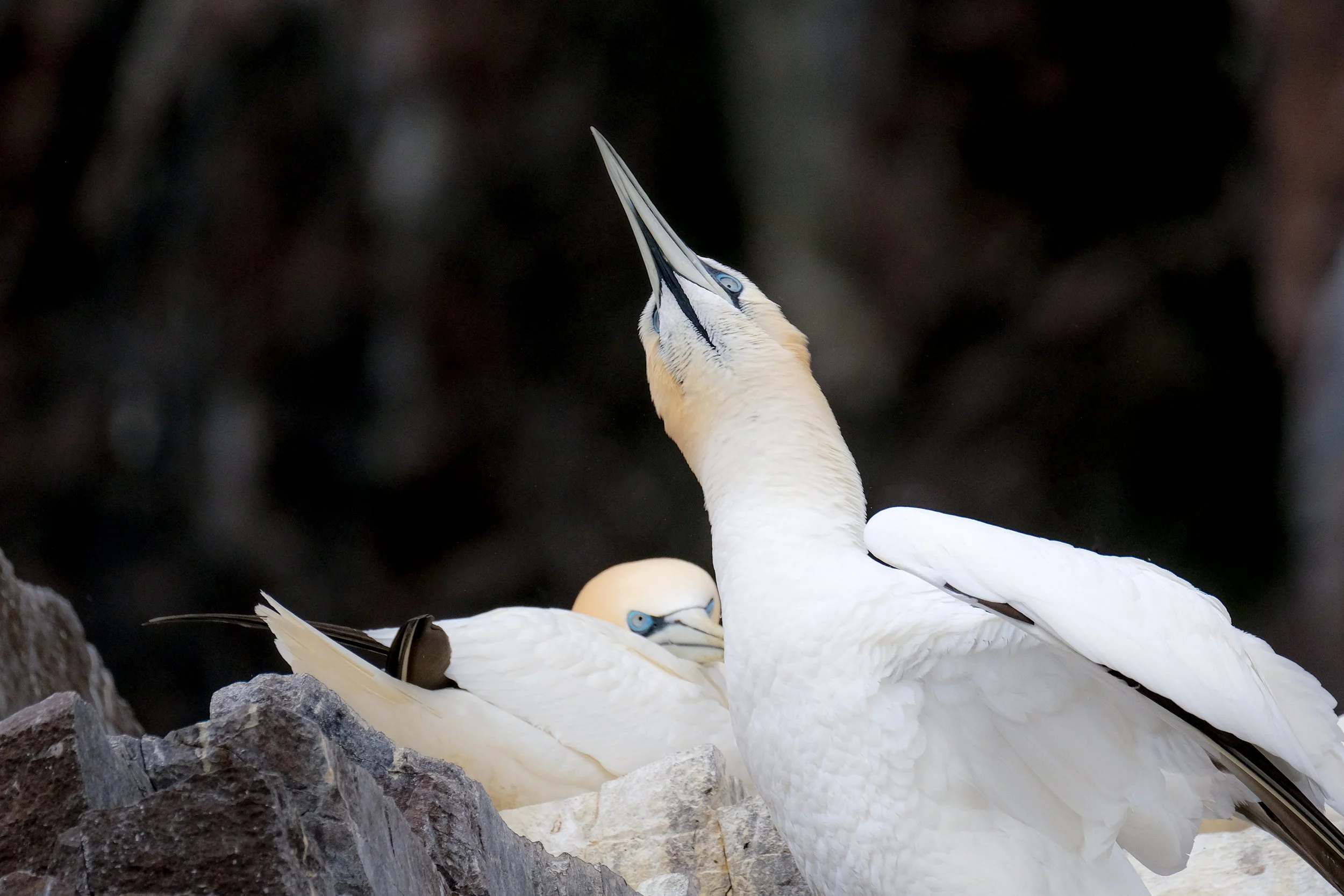 Scottish Sea Bird Cruise-12.jpg