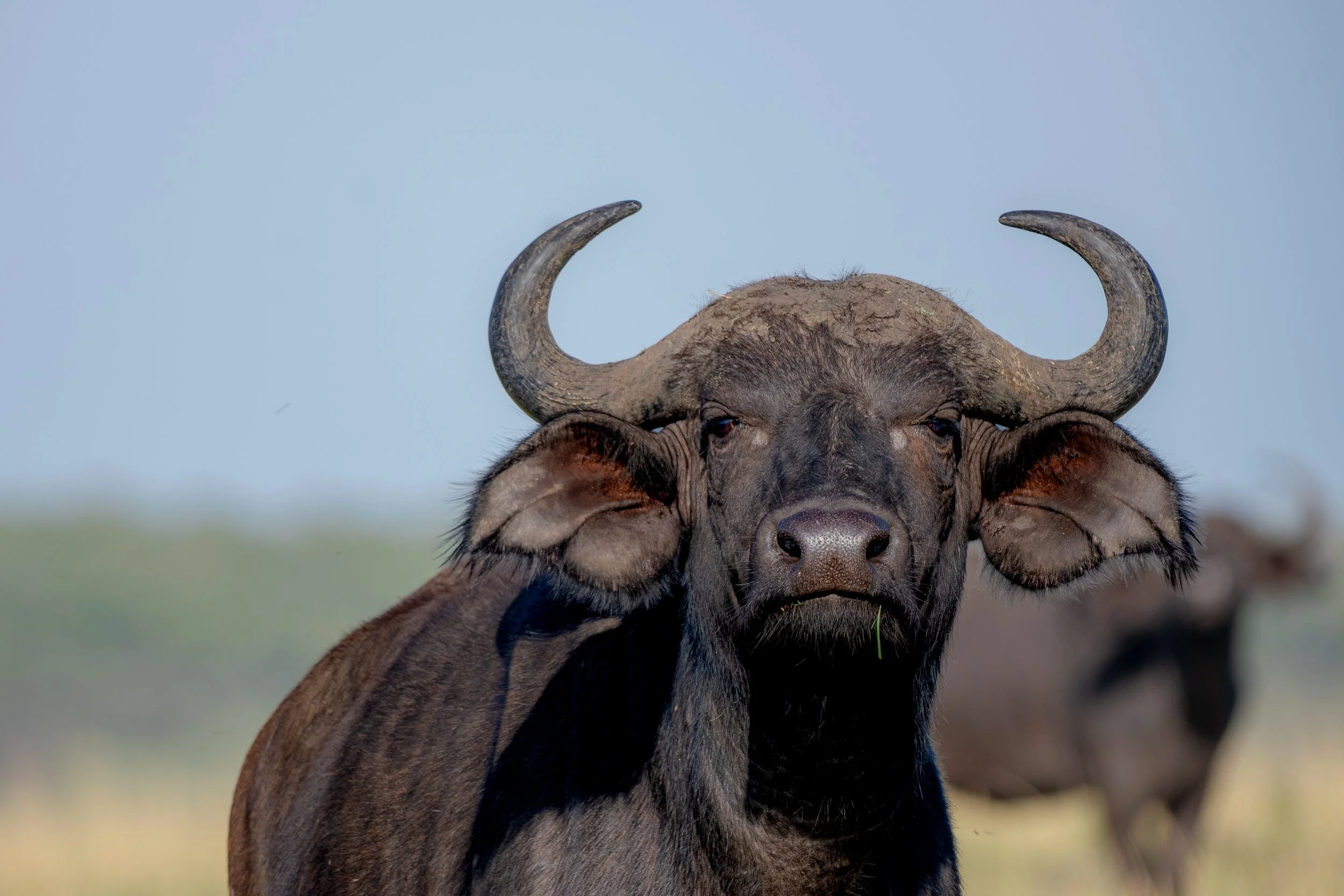 SAFARI 2023 LANDSCAPE-7.jpg