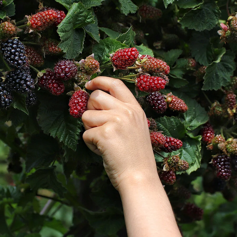 It’s Blackberry Season!
