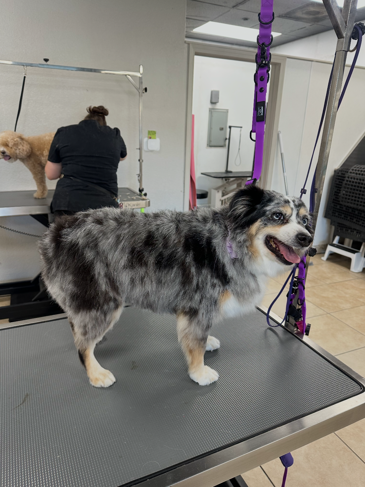 A dog with a multi-colored, merle coat standing on a grooming table, smiling with its tongue out at a pet grooming salon. In the background, a groomer is working on another dog on a grooming table.