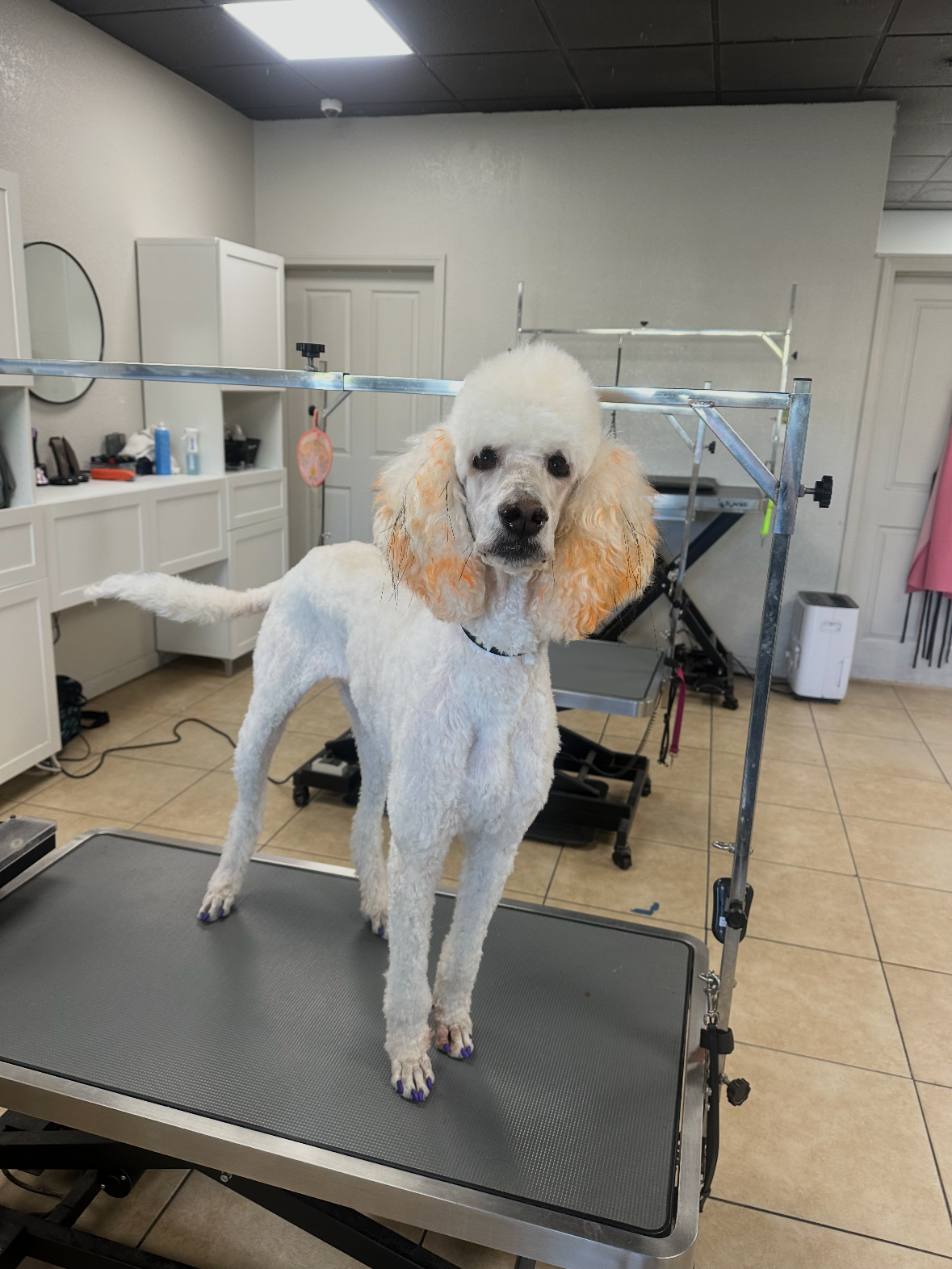 A white poodle dog with curly ears standing on a grooming table in a pet grooming salon, with grooming equipment and furniture visible in the background.