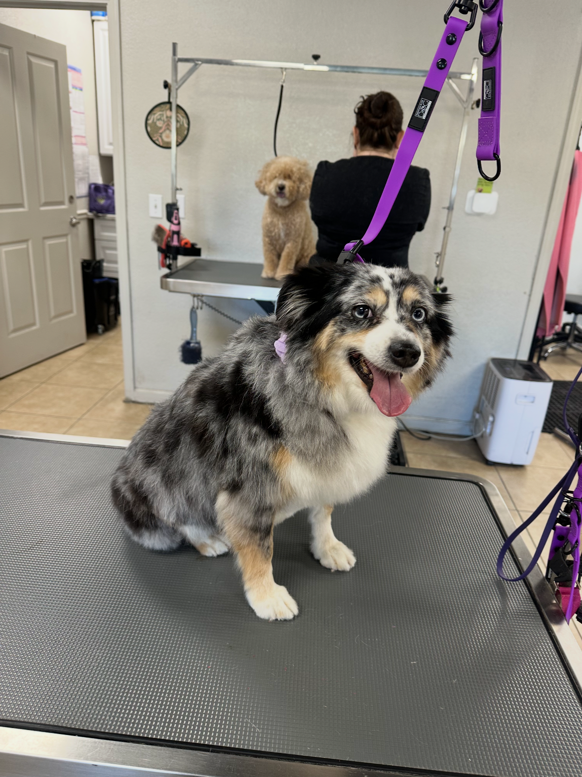A happy Australian Shepherd dog with a merle coat sitting on a grooming table, with two other dogs in the background at a grooming salon.