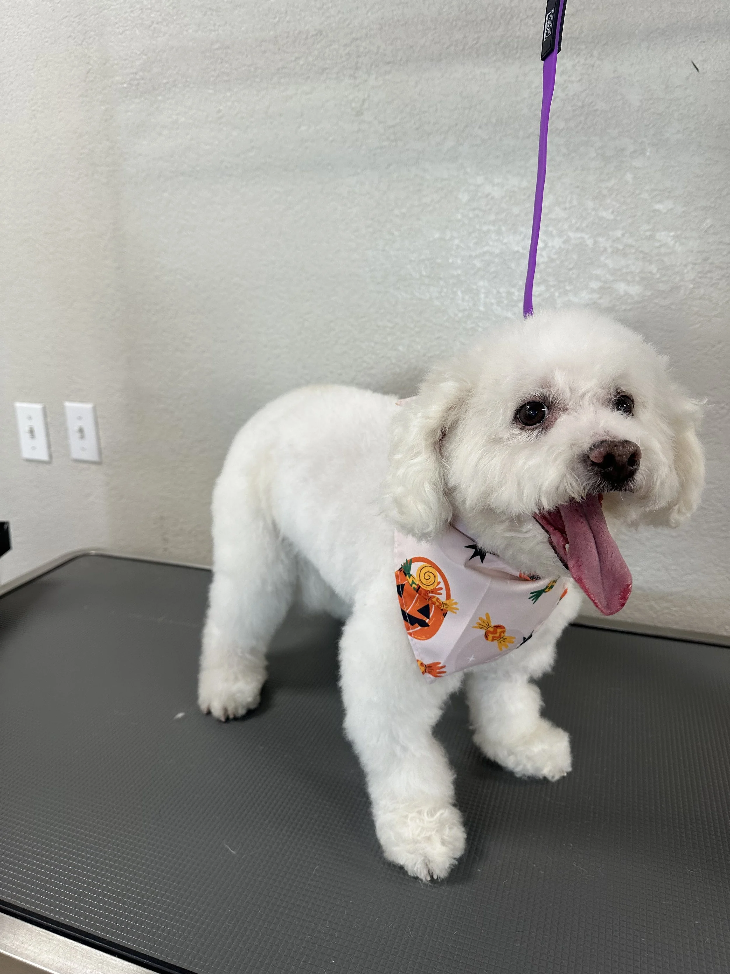 White dog with curly fur wearing a Halloween-themed bandana, standing on a gray table in a grooming area.