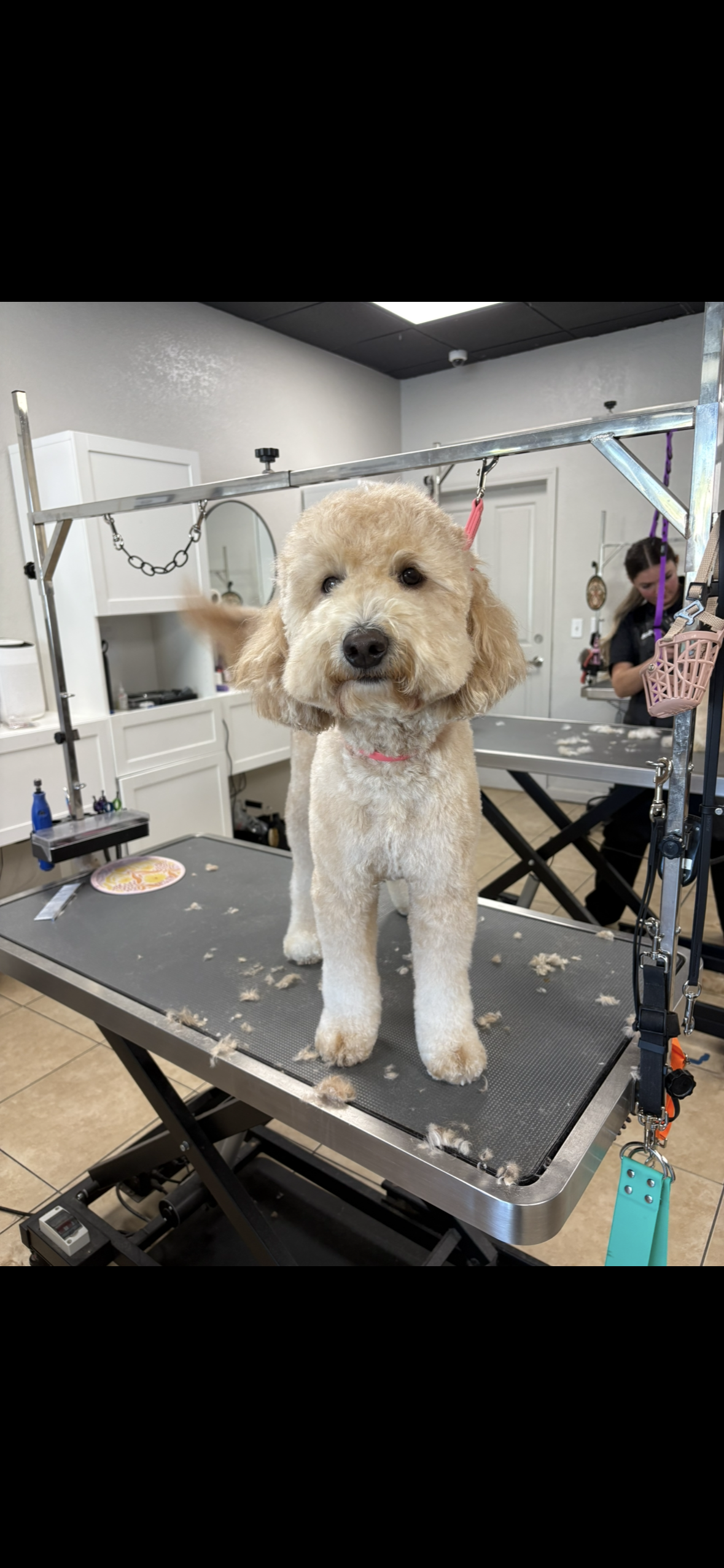 A cute, fluffy beige poodle standing on a grooming table with fur mess around its paws, preparing for grooming in a pet salon.