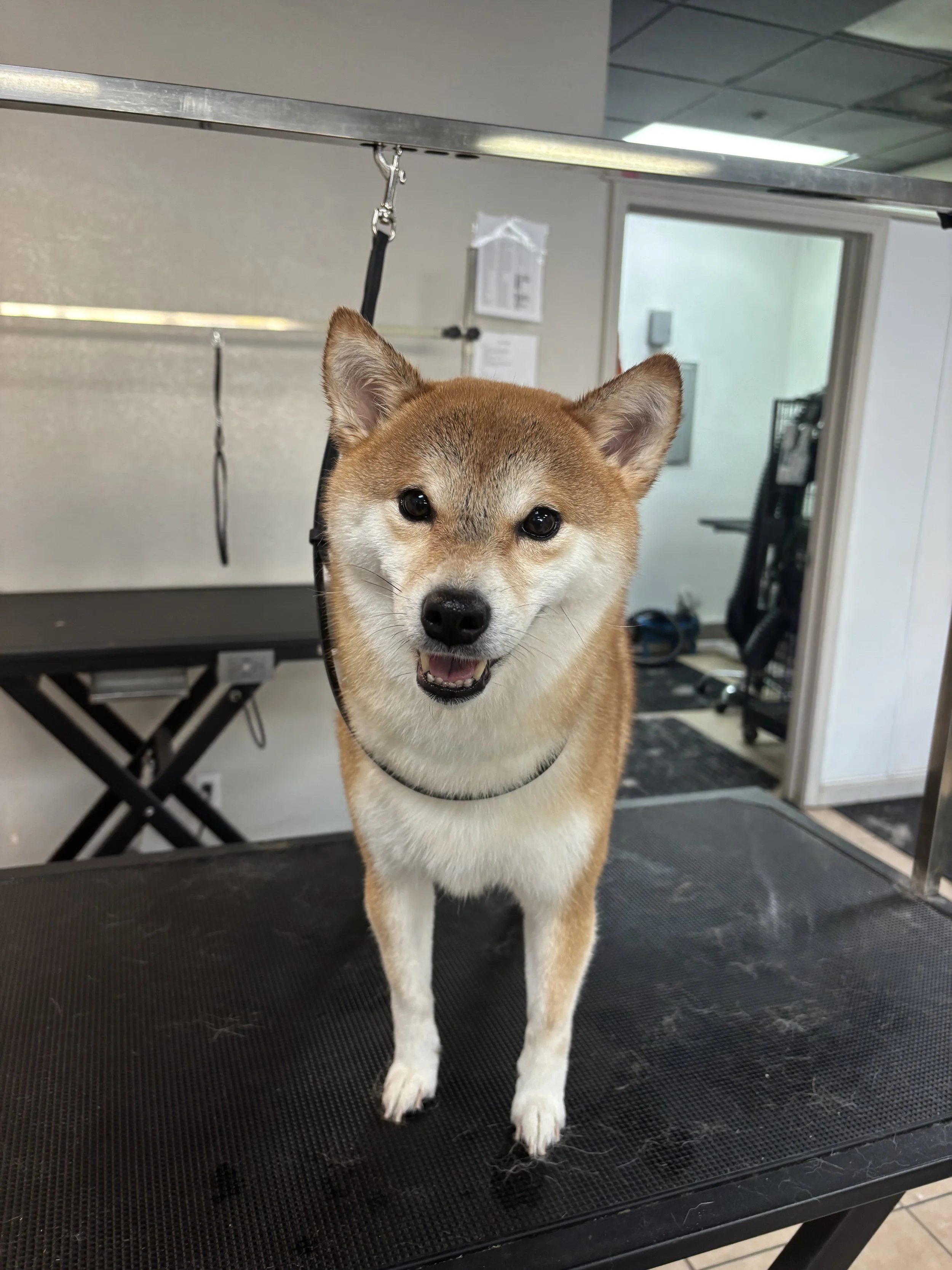 IMG_3698.jpeg
