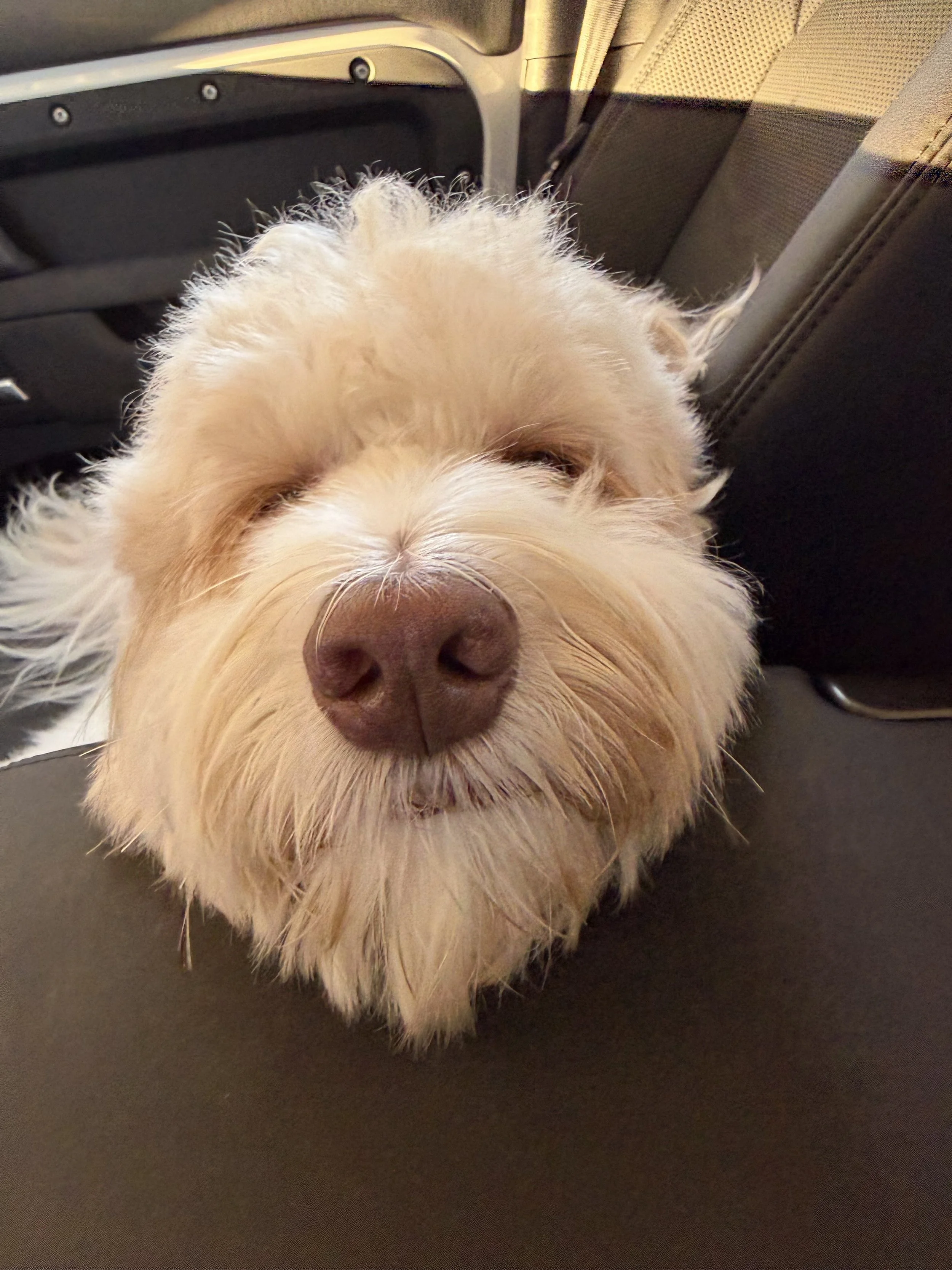 Close-up of a small, fluffy, light-colored dog sleeping on a black seat in an airplane, with the back of the seat and a tray table visible.