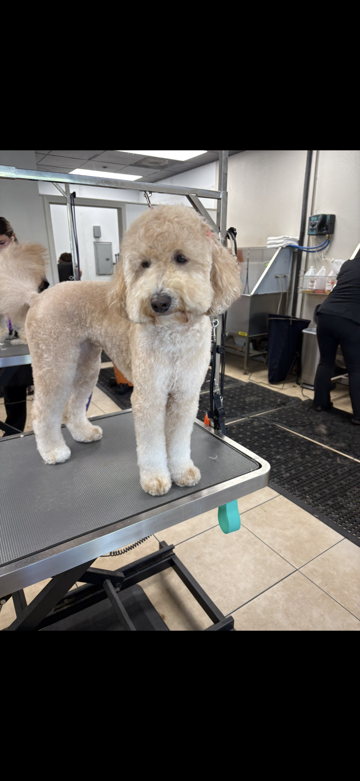 A fluffy, light-colored dog with a leash on a grooming table in a pet grooming salon. There are grooming tools and supplies visible in the background.
