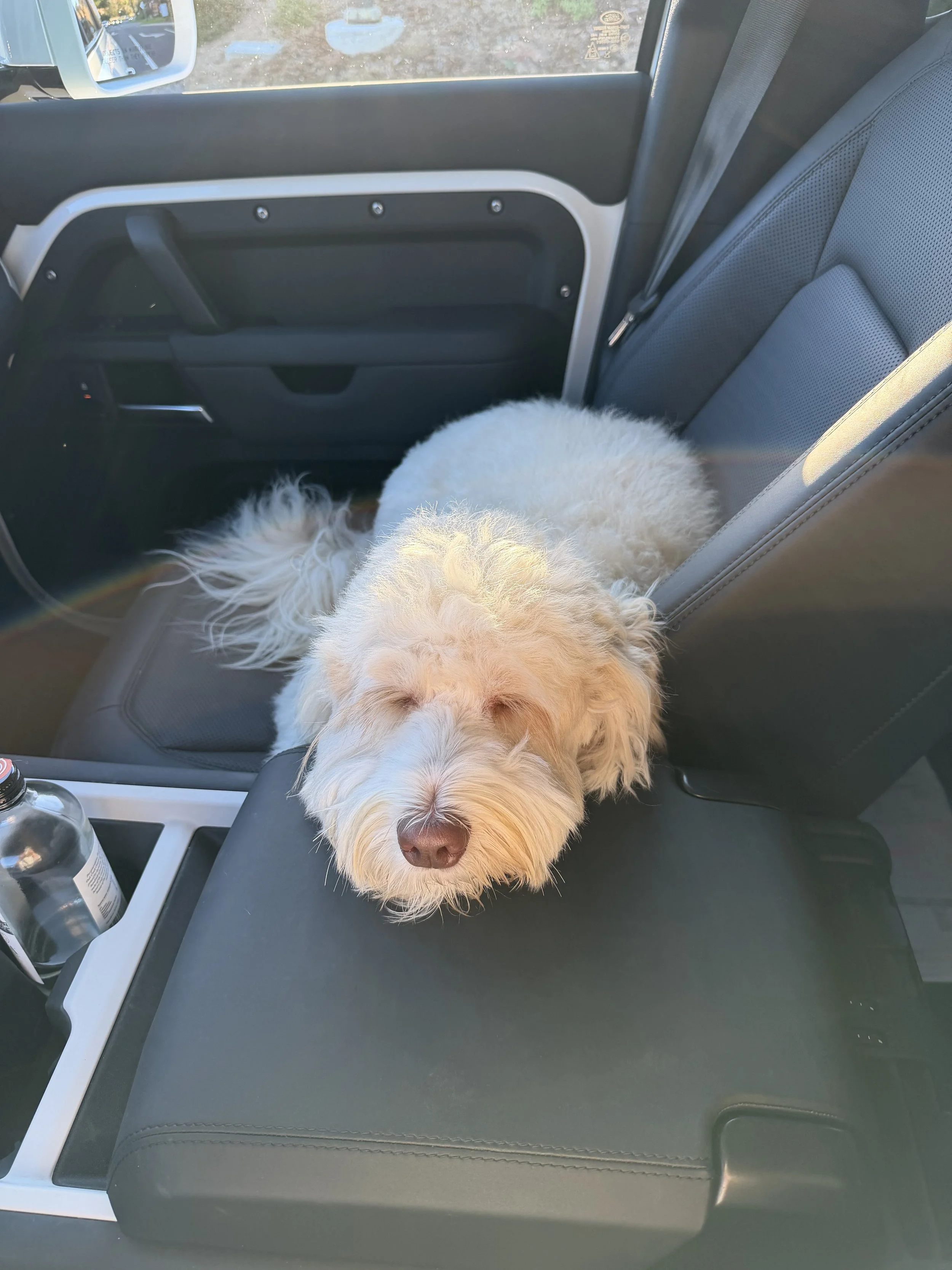 A fluffy white dog resting its head on the center console of a vehicle, with part of the seat visible and the interior of the vehicle in view.