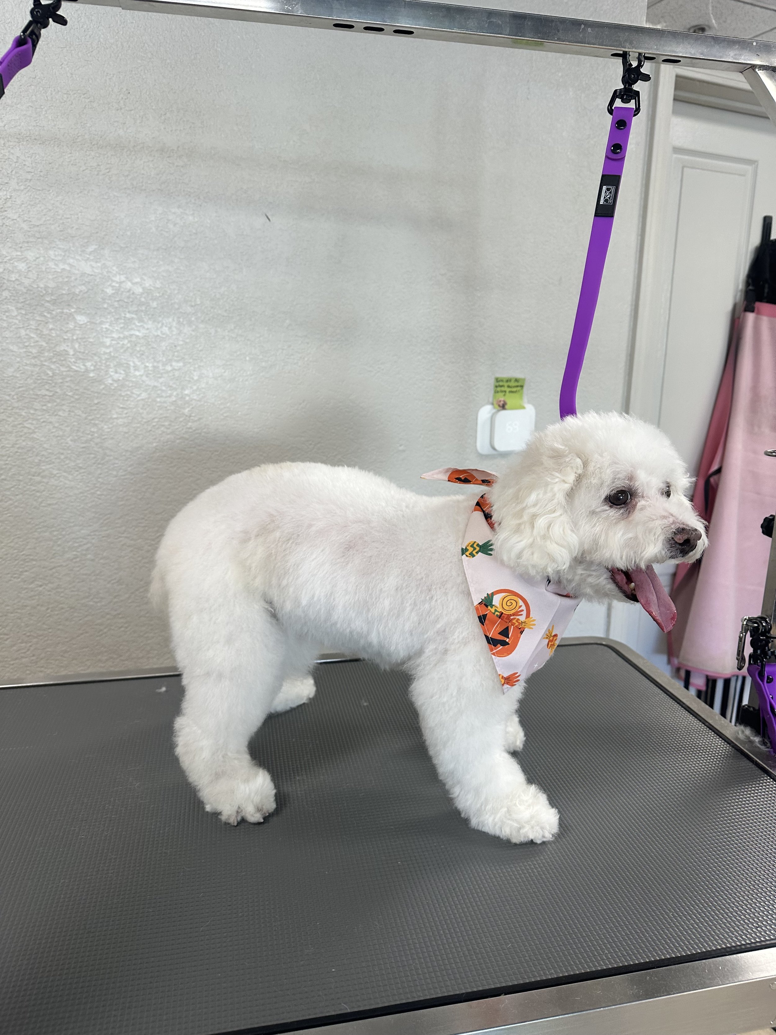 A white poodle standing on a grooming table, wearing a Halloween-themed bandana, in a grooming salon with a gray wall and a pink apron hanging in the background.