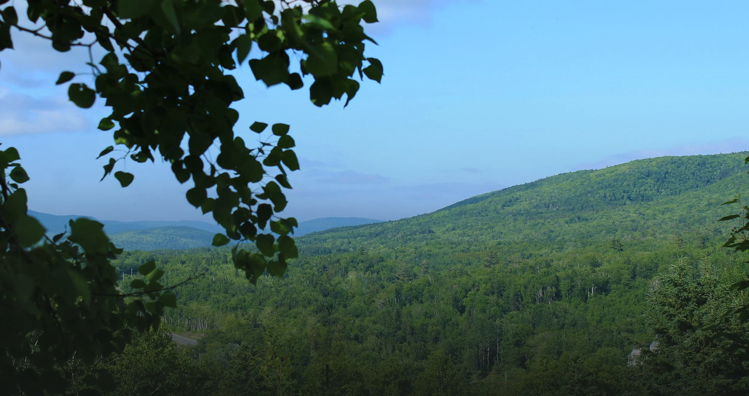 Chanterelle Banner View no thingy 2.jpg