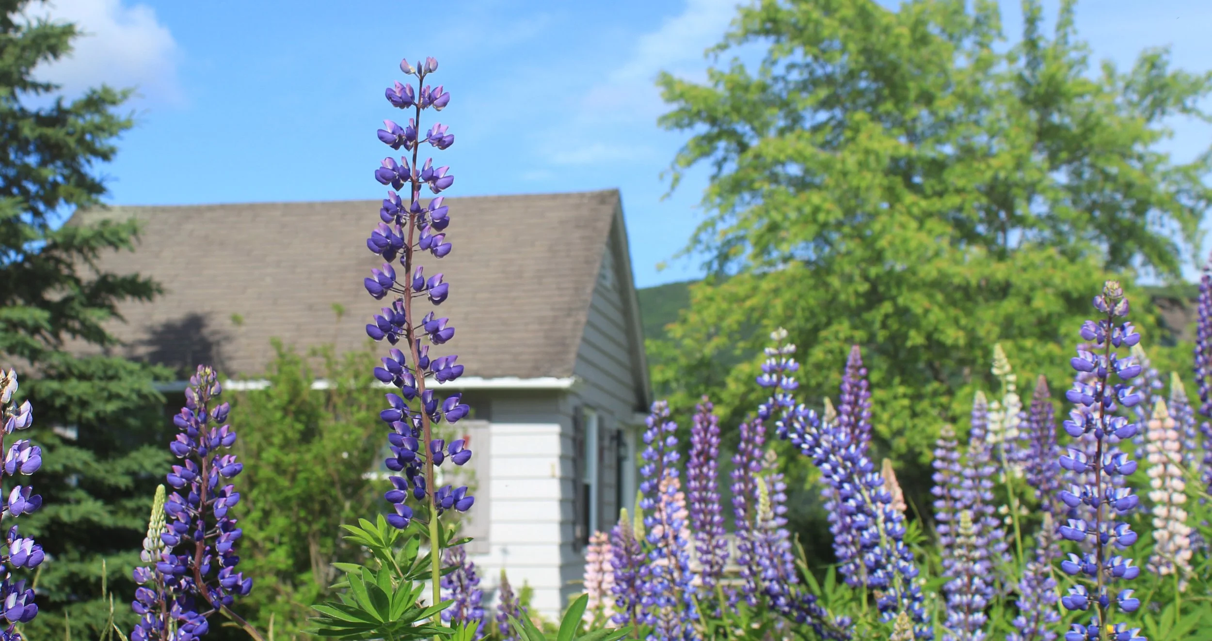 Chanterelle Restaurant, Inn & Cottages