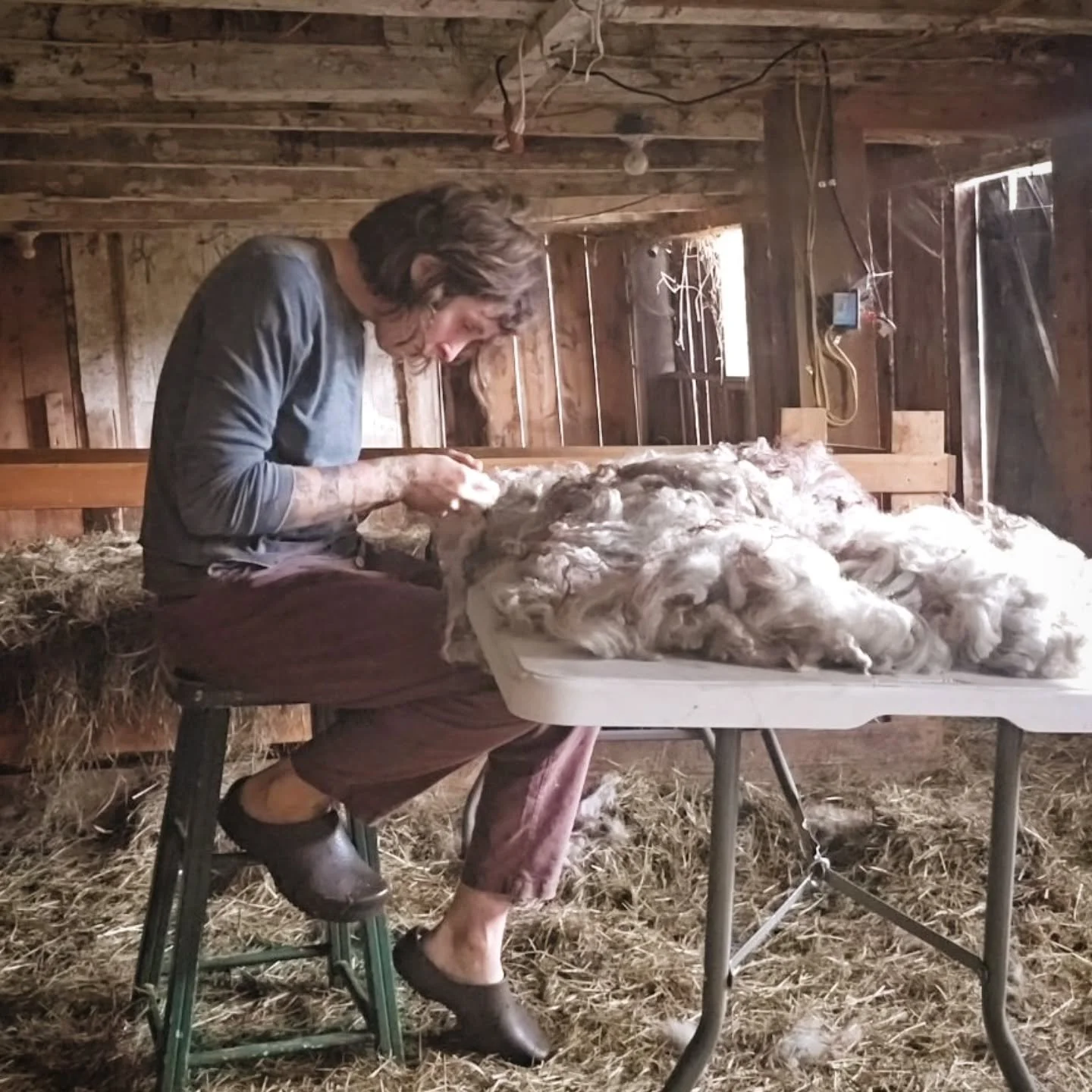Of the six color patterns that are found in Icelandic sheep- earnest solid, sophisticated mouflon, convivial badgerface, orthodox white and avant garde SGGM- its the morally corrupt grey pattern that you need to watch out for. All sheep are born carr