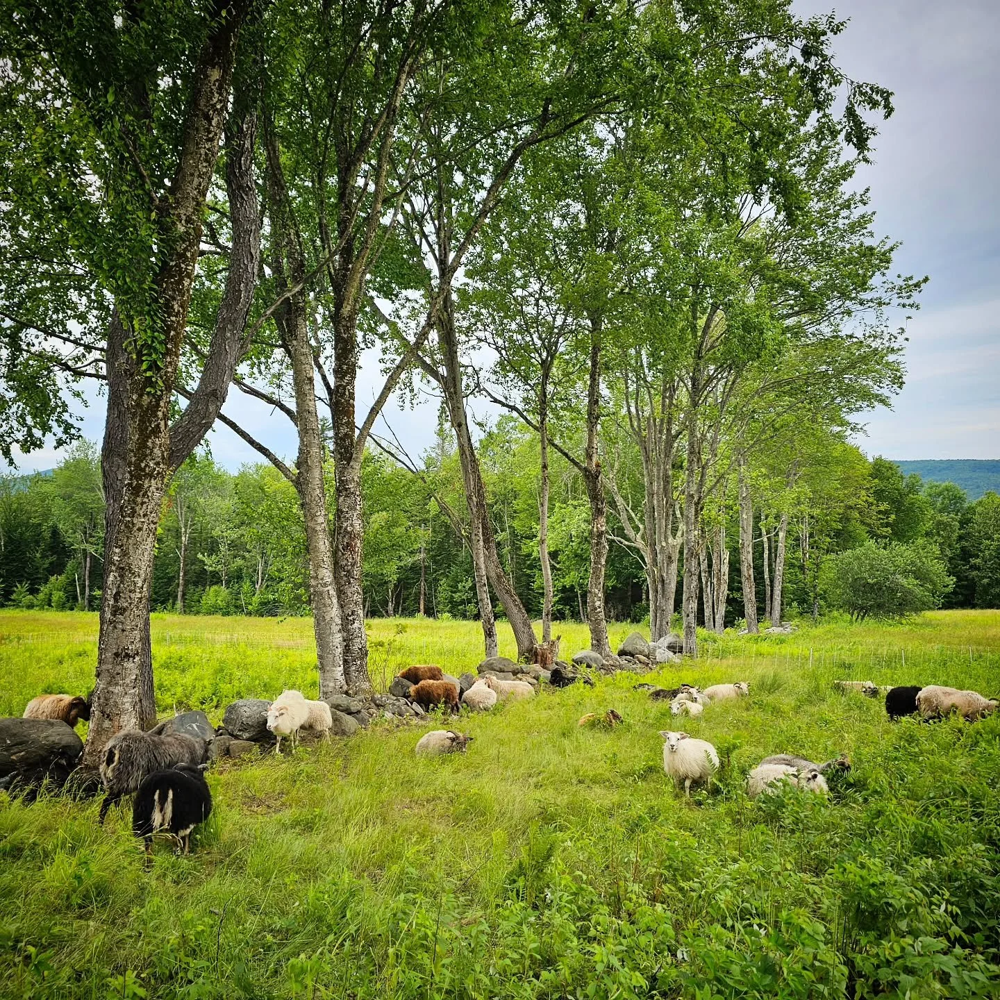 During the summer I mercilessly rank each grazing cell, running a shifting hierarchy in my mind of which sections are the best, and which leave me with a vague sense of unease for the duration of the flock’s occupancy therein. Often, a grazing