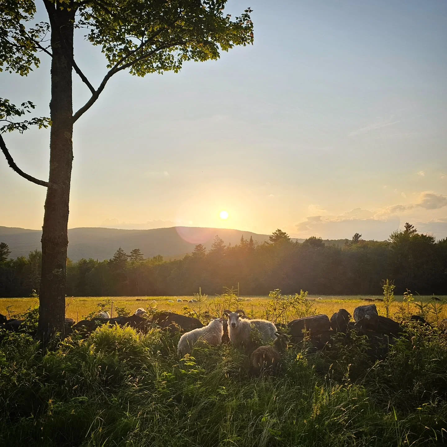 The golden resolution to a day punctuated by strawberries and deerflies.
#sheep #icelandicsheep #sheepoftheday #sheepofinstagram #june #sunset #grazing #grassfed #smallfarms #grassfedlamb #pasture #farmstead #farminglife #meadow #pastoral #lambs