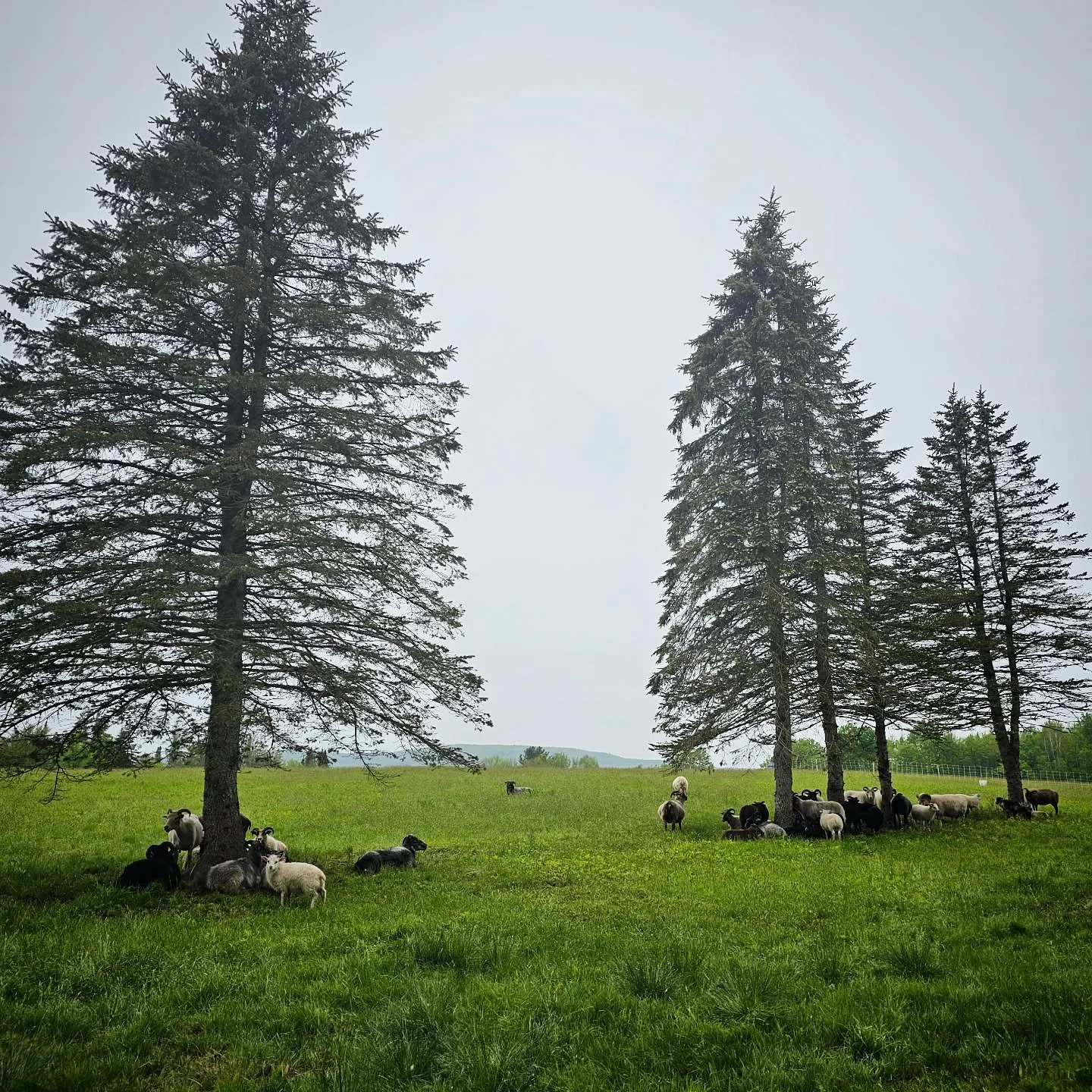 There are still a few spots left in our Full Flock Health Clinics this summer, the first of which is happening next Tuesday, June 24 from 10-2! Join us for a hands-on day on the farm as we run through the ins and outs of a full flock health check. We