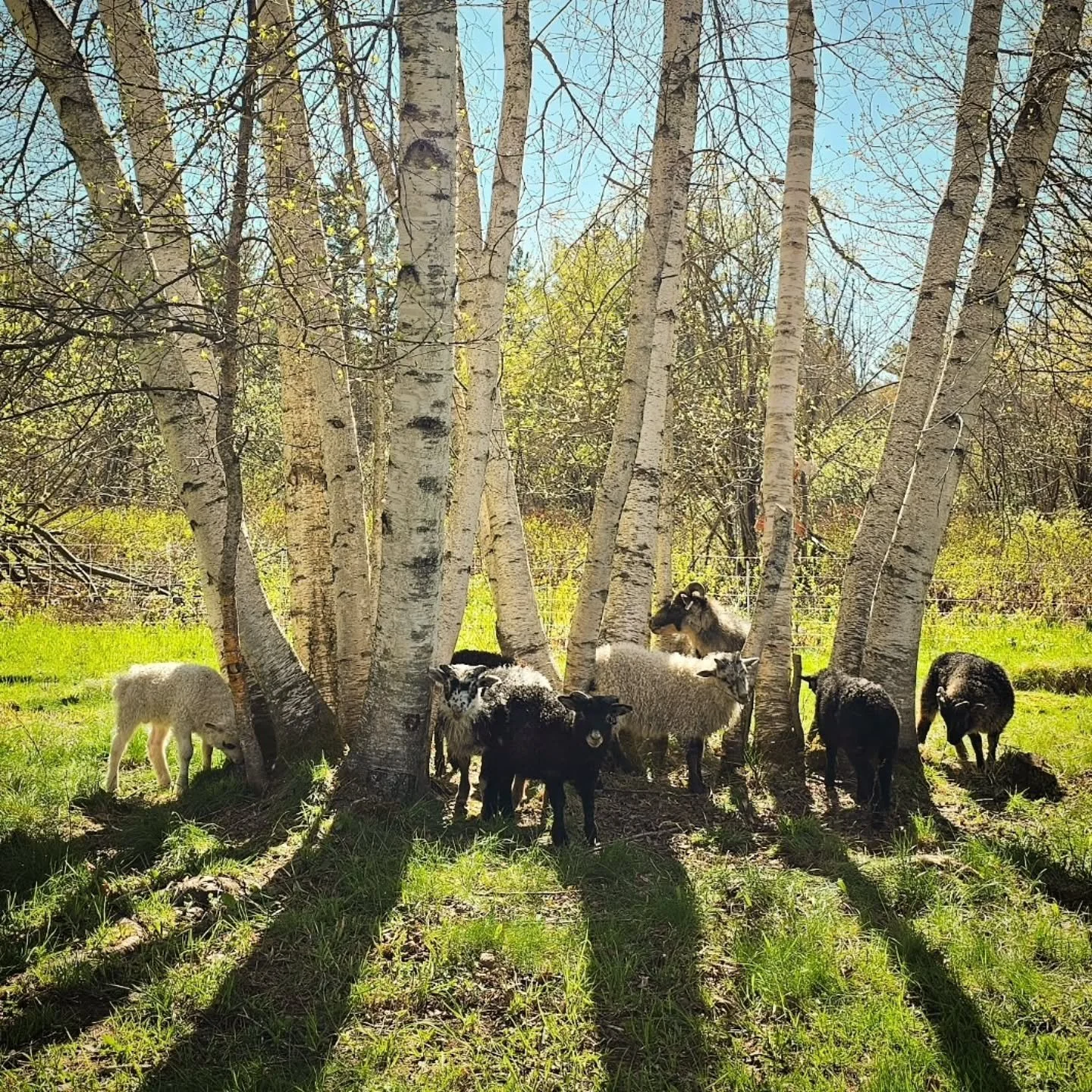 Last week, somewhere in between getting the sheep back out on grass and bottle feeding Beatrix’s ewe lamb and ear tagging and painting signs for market season, Ilka unceremoniously plopped down the final two lambs on the year in the northern co