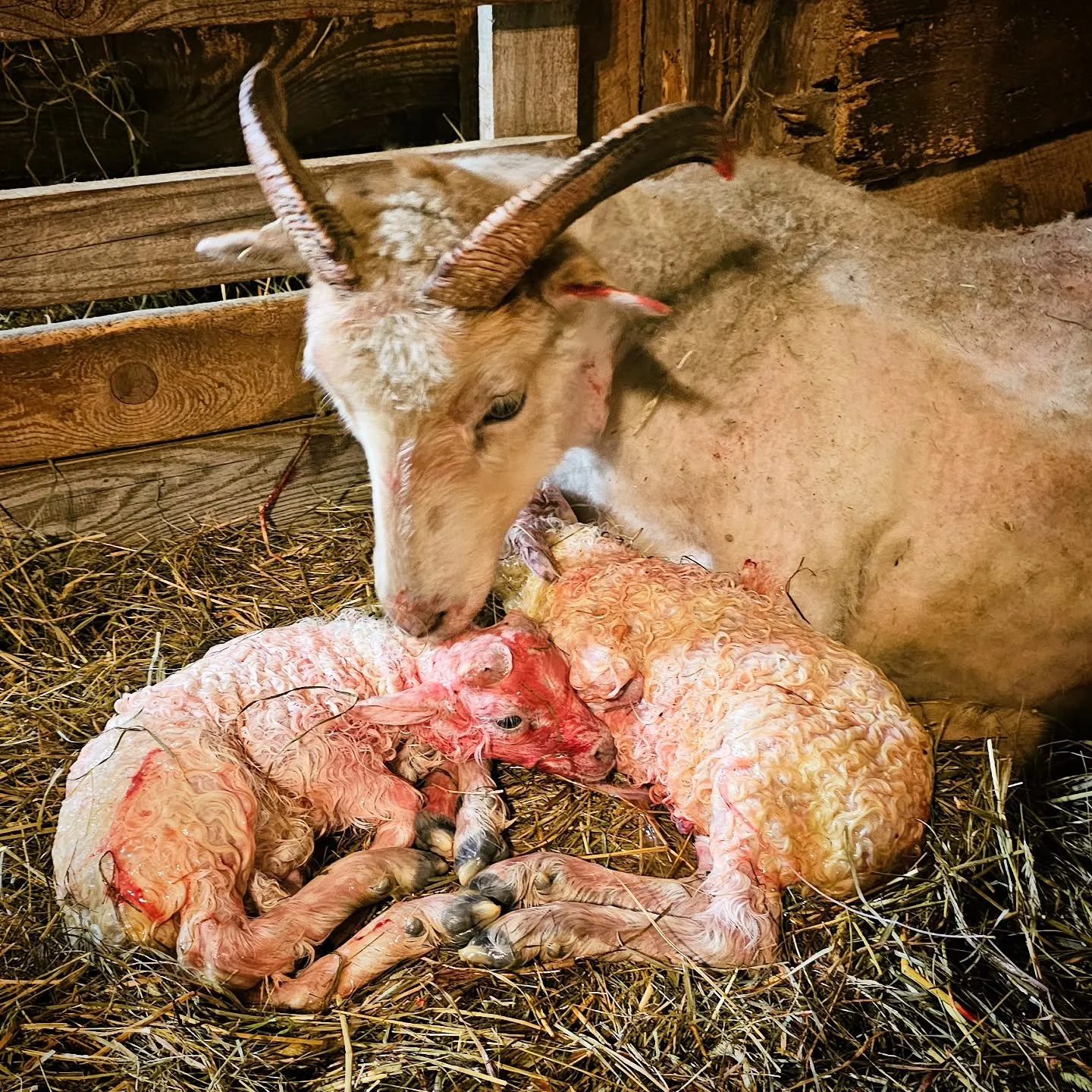 I woke up to my alarm at 3 this morning. Through bleary eyes, I opened the barn camera app on my phone to see Drifa standing munching hay, her waterbag gently swaying between her back legs as she chewed. I watched her for a few minutes but there she