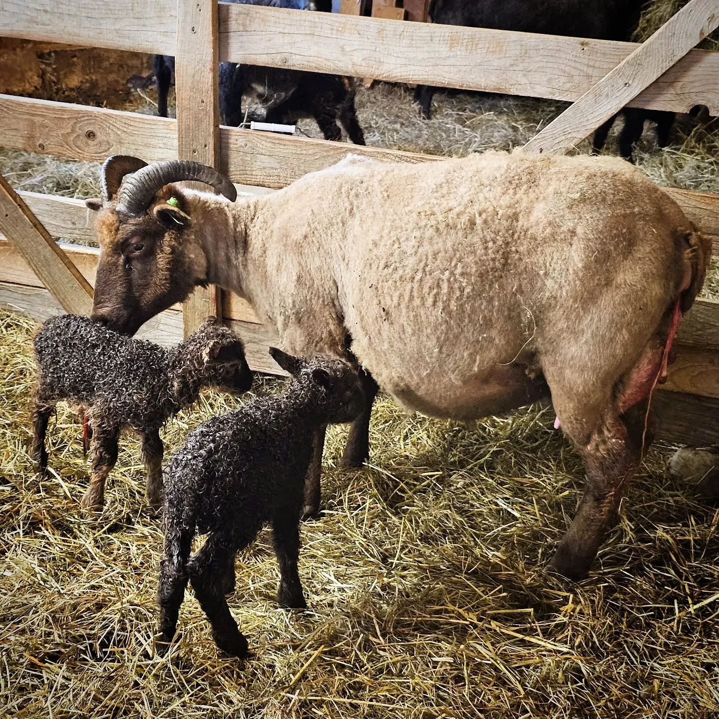 Last spring, I was chatting with a friend in Oregon about sheep genetics when she casually mentioned, “you should give AI a try.” I brushed her comment aside; although I’ve long swooned over the rams from Iceland that are used for a