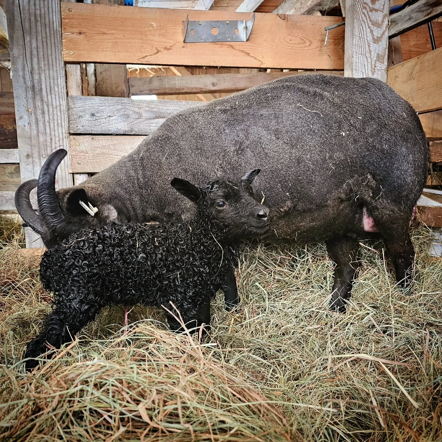 The most perfect 7.5# black solid ewelamb to kick off lambing proper! Out of Elio and Idra. Born just before lunch, at the tail end of a spring snowstorm.
#sheep #icelandicsheep #lambs #lambing #sheepoftheday #farmanimals #babyanimals #vermont #sma