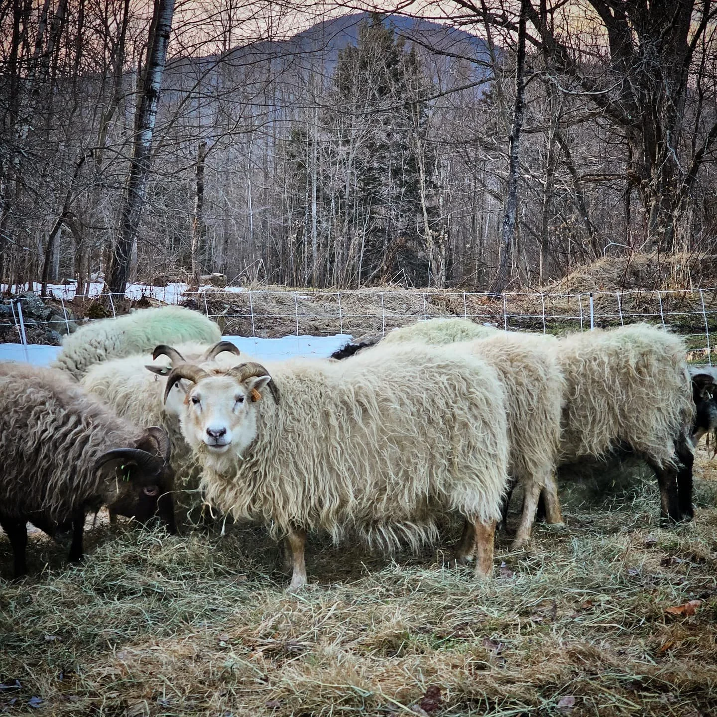 In early January, the snow took over, moving in with conviction and endless inches to back it up. We've all been relegated to dooryards and narrow pathways for months; to dip into the untouched snowscape was to be swallowed whole. The sheep have been