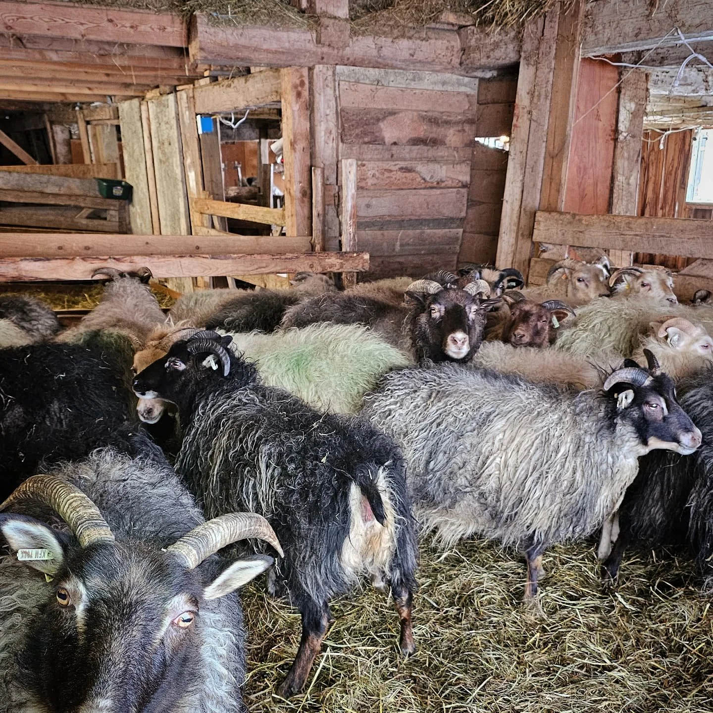 Yesterday I ran through pre lambing health checks for the ewes, trimming hooves before their growing pregnant bellies make it too uncomfortable to do so, and dosing everyone with a selenium-forward cocktail of herbs and vitamins to give them a boost
