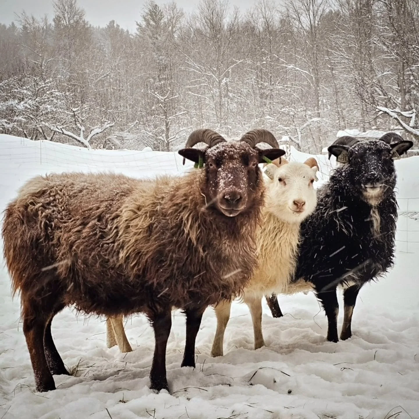 I’ve always admired farms that adhere to an organized naming system, methodically choosing lamb names beginning with matching letters year to year. Or choosing a different letter for each dam line, or a theme (tree names, flower names) for each