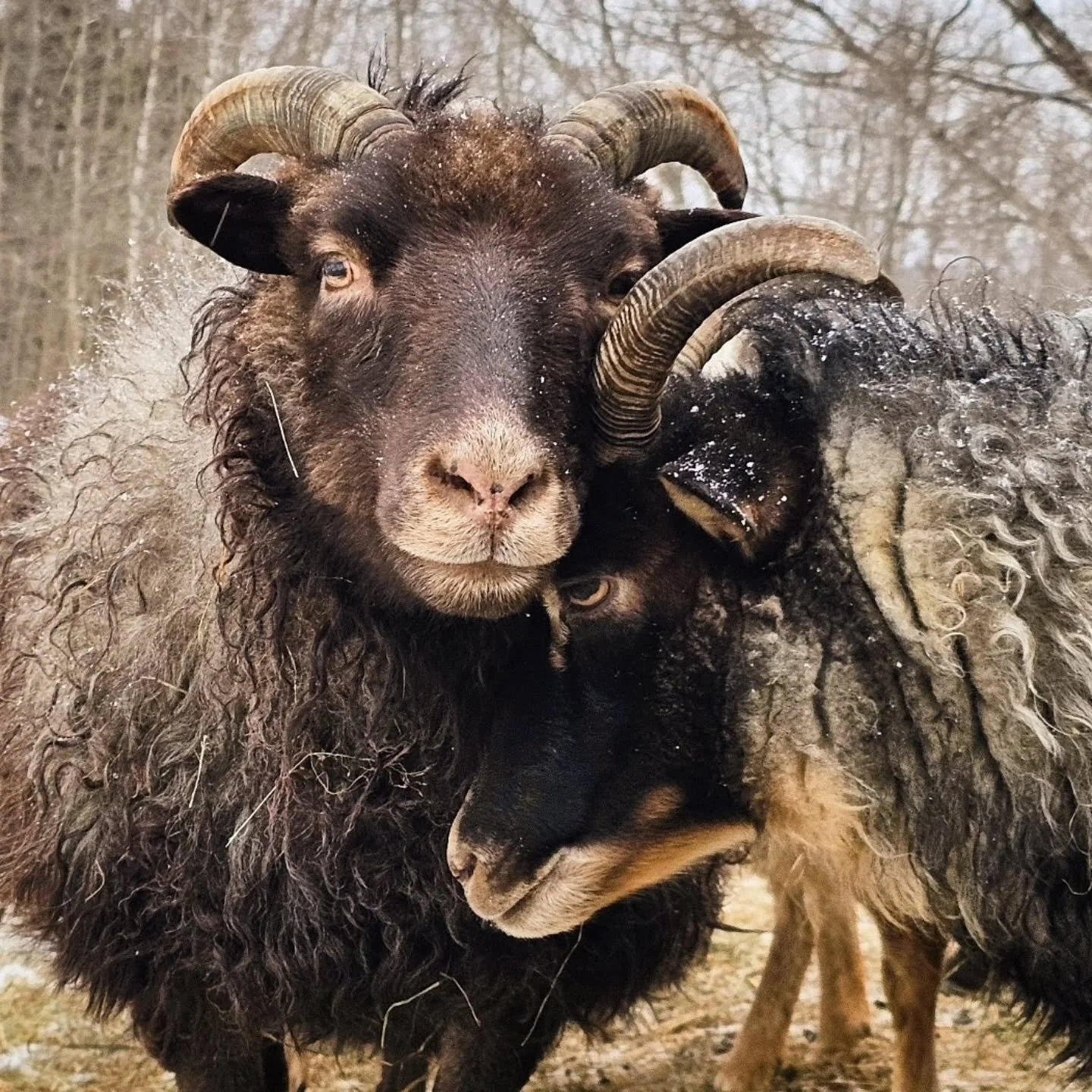 Ikla and Arwen 🩶
#icelandicsheep #sheep #sheepoftheday #sheepofinstagram #smallfarm #livestock #farmanimals #barnyard #wool #fiberflock #grassfed #grassfedlamb #friends