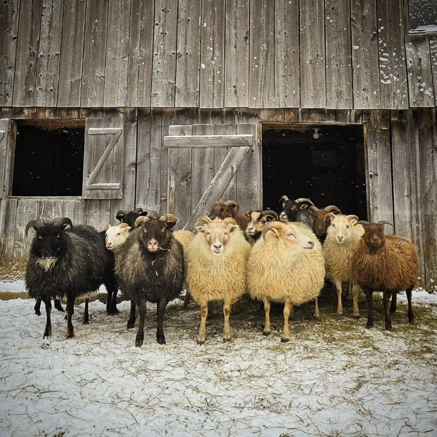 This morning, after days of unyeilding arctic skies and knifing snow and the rousing of every last draft in this old house, the wind reconciled its rage and the sky softened, and on tepid hoof, the sheep ventured outside for the first time since Sund