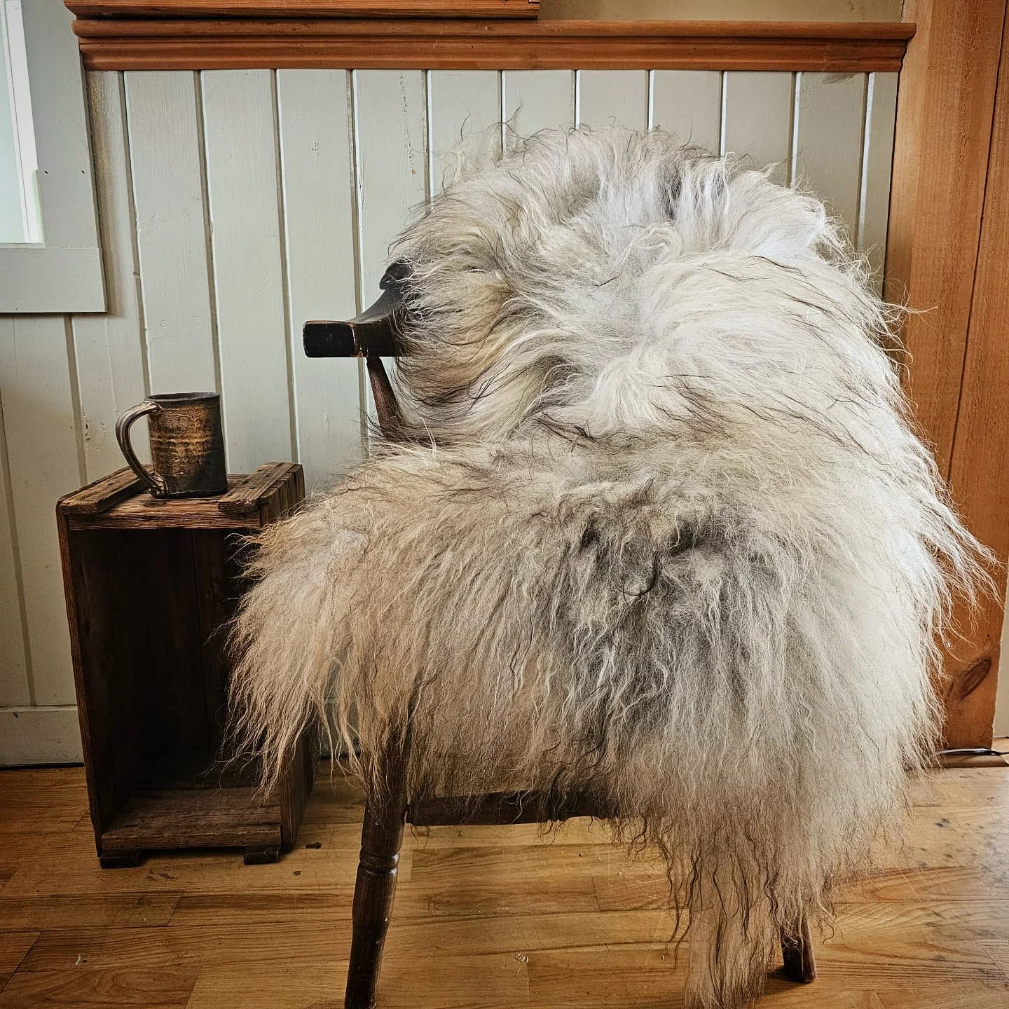 Sheepskins are here! This batch came out so beautifully, especially since I was convinced they were doomed after a series of laughably unfortunate events befell them this September; there was rain-felted wool, a run-in with a burdock patch, a miscomm