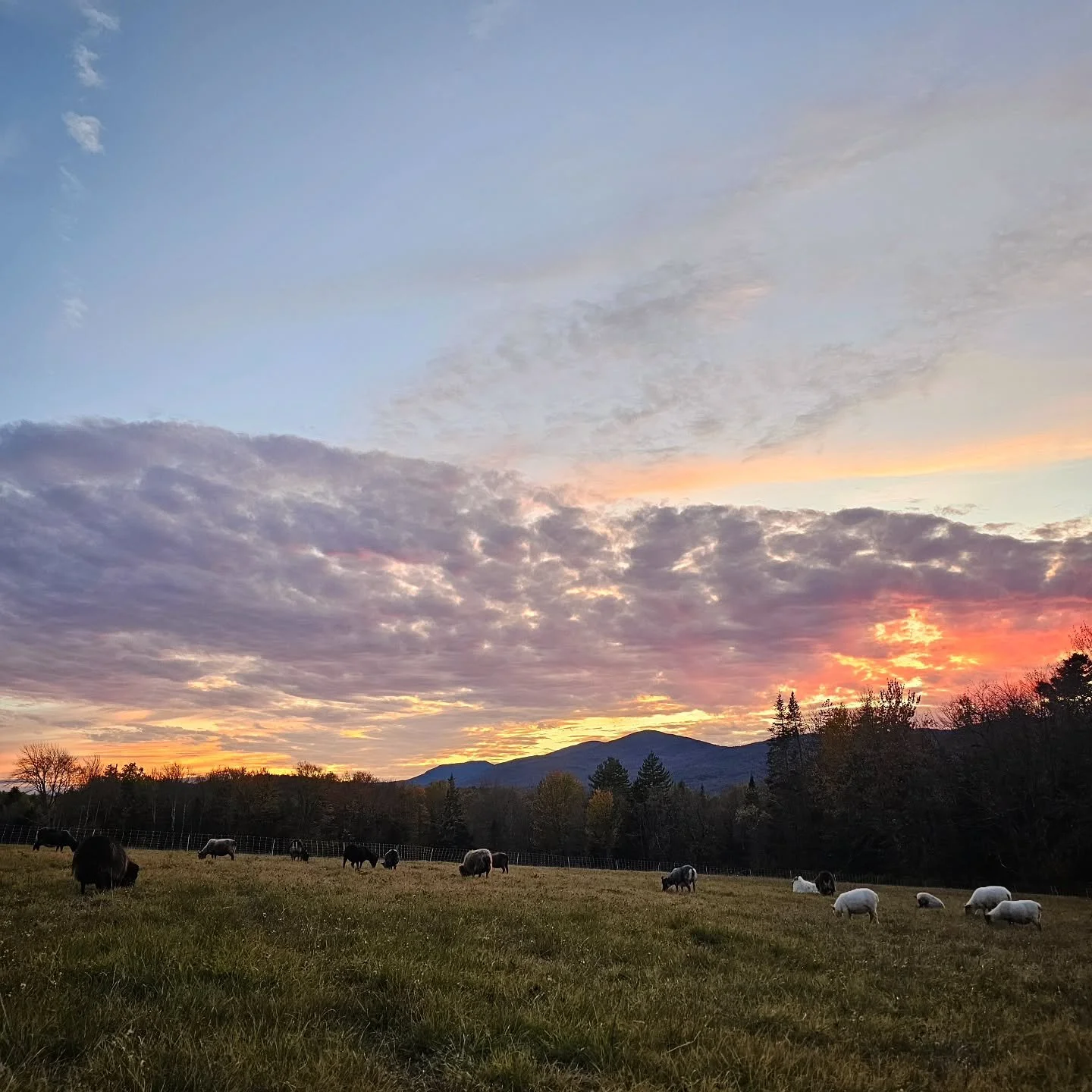 Winnowing down to the final grazing days of this somber and achingly beautiful fall.
#sheep #icelandicsheep #sheepofinstagram #grazing #sunset #mountains #rotationalgrazing #vermont #vermontbyvermonters #vermontliving #newengland