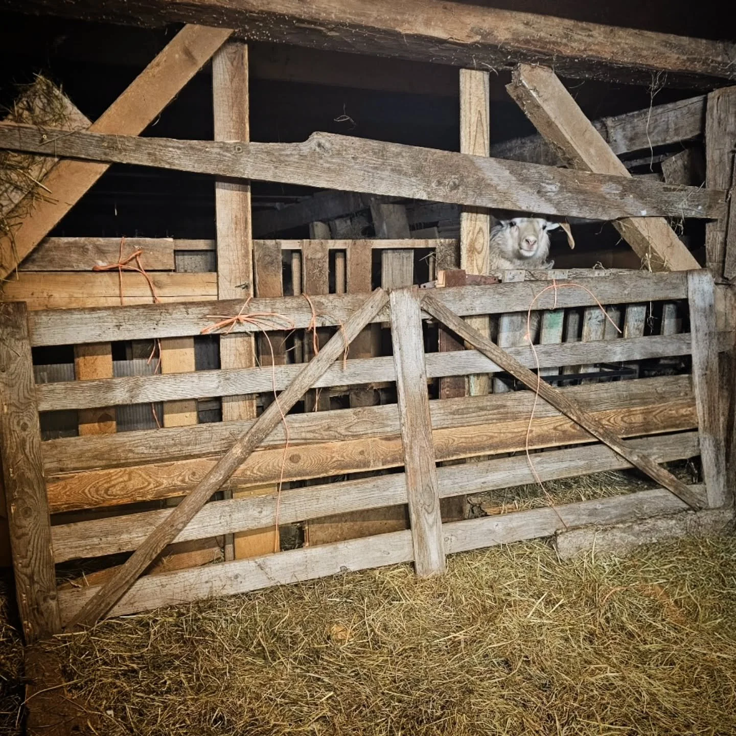 The tenacity of this year's rams has inadvertantly ushered in a new wave of the postmodern livestock detention center architectural movement.

🙄😂