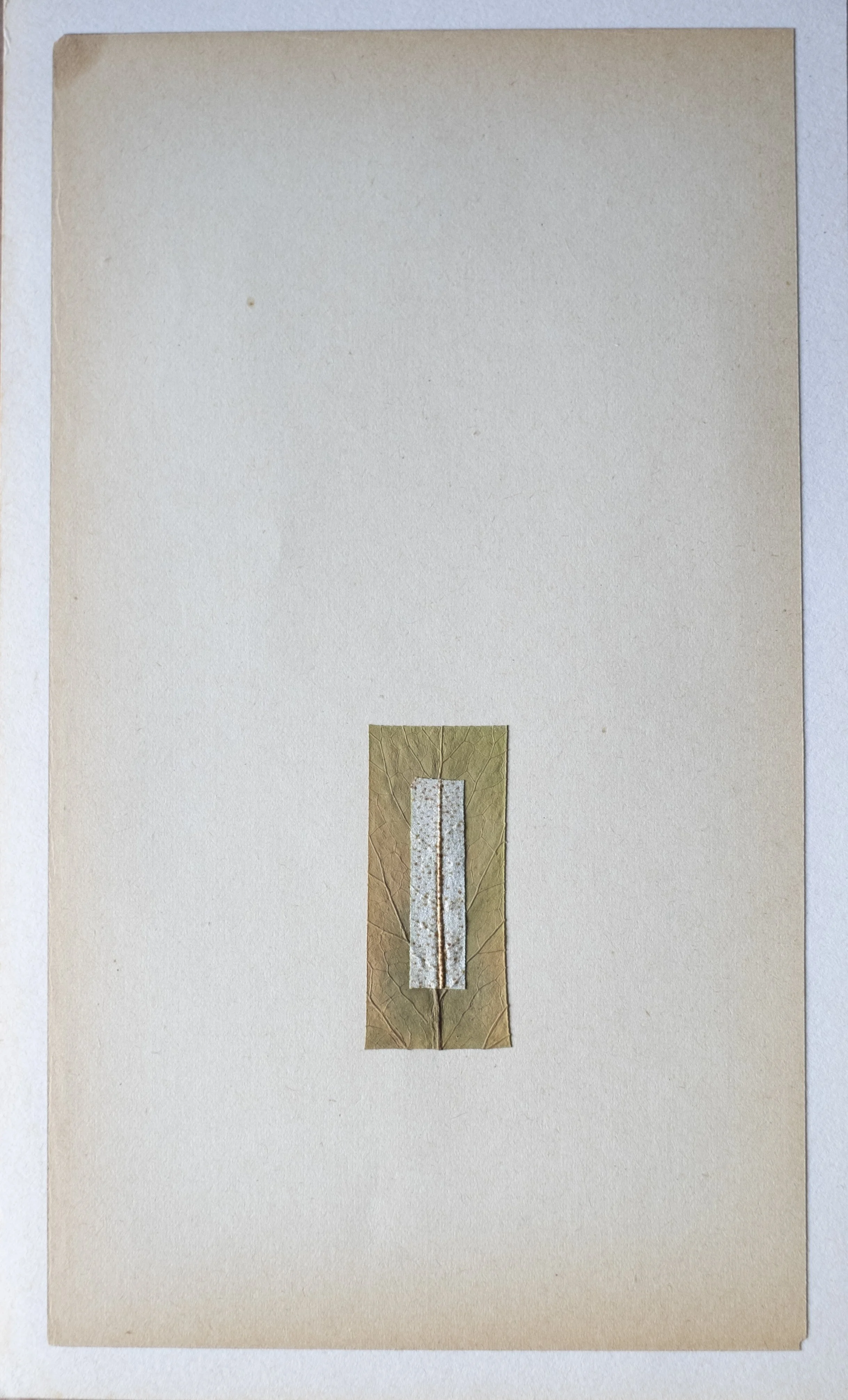 GIULIA ZANVIT_FACTA_FEUILLES_2.jpg