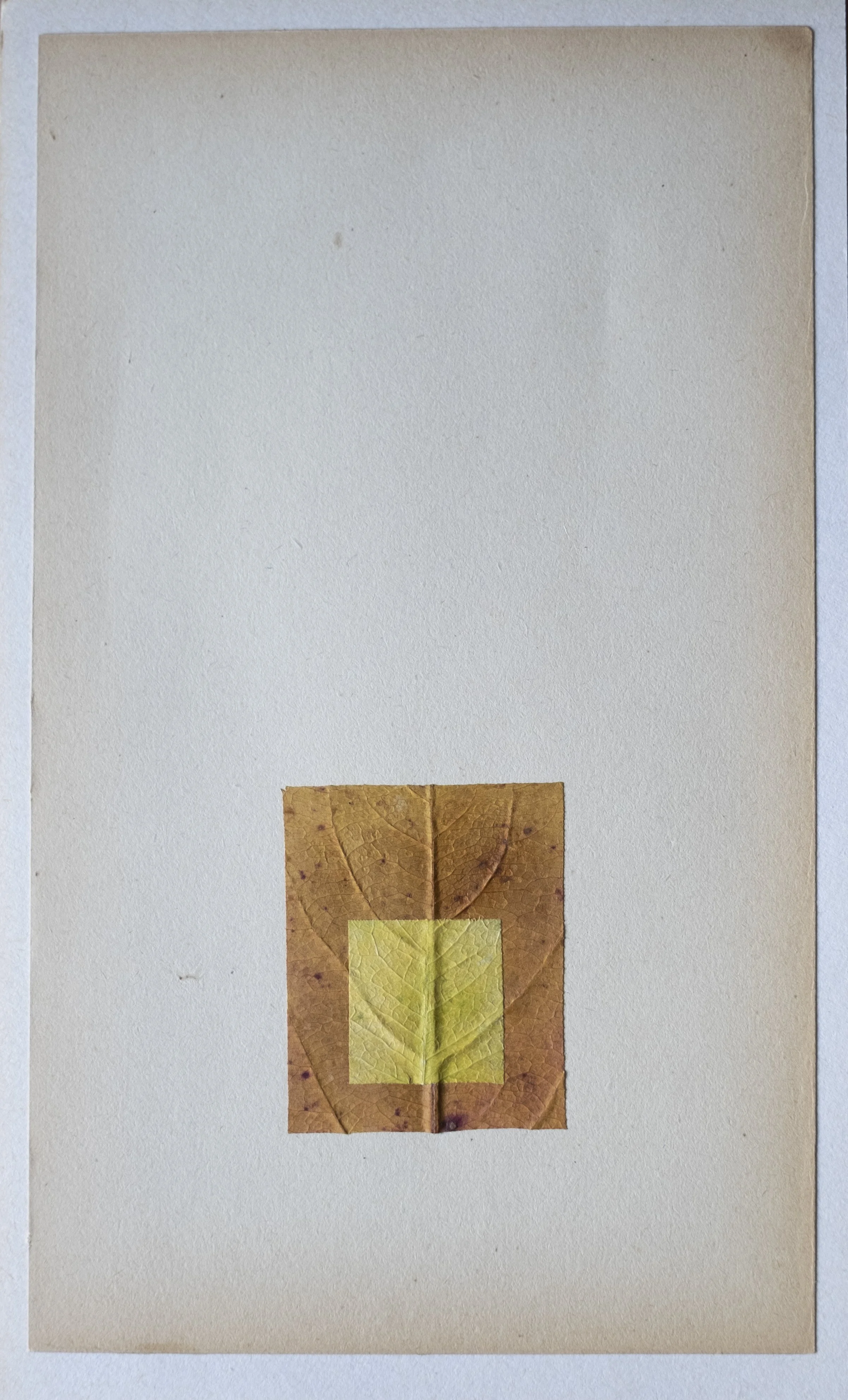 GIULIA ZANVIT_FACTA_FEUILLES.jpg