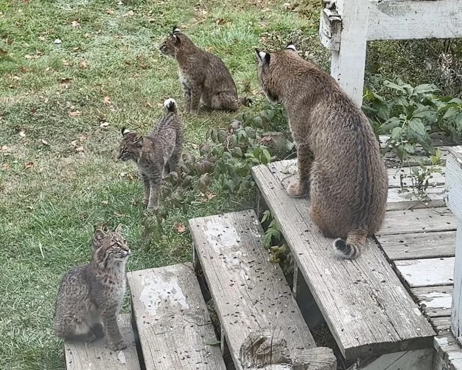 Mama bobcat with kids 