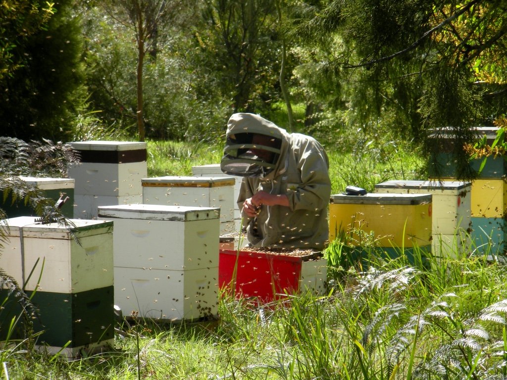 early-beekeeping.jpg