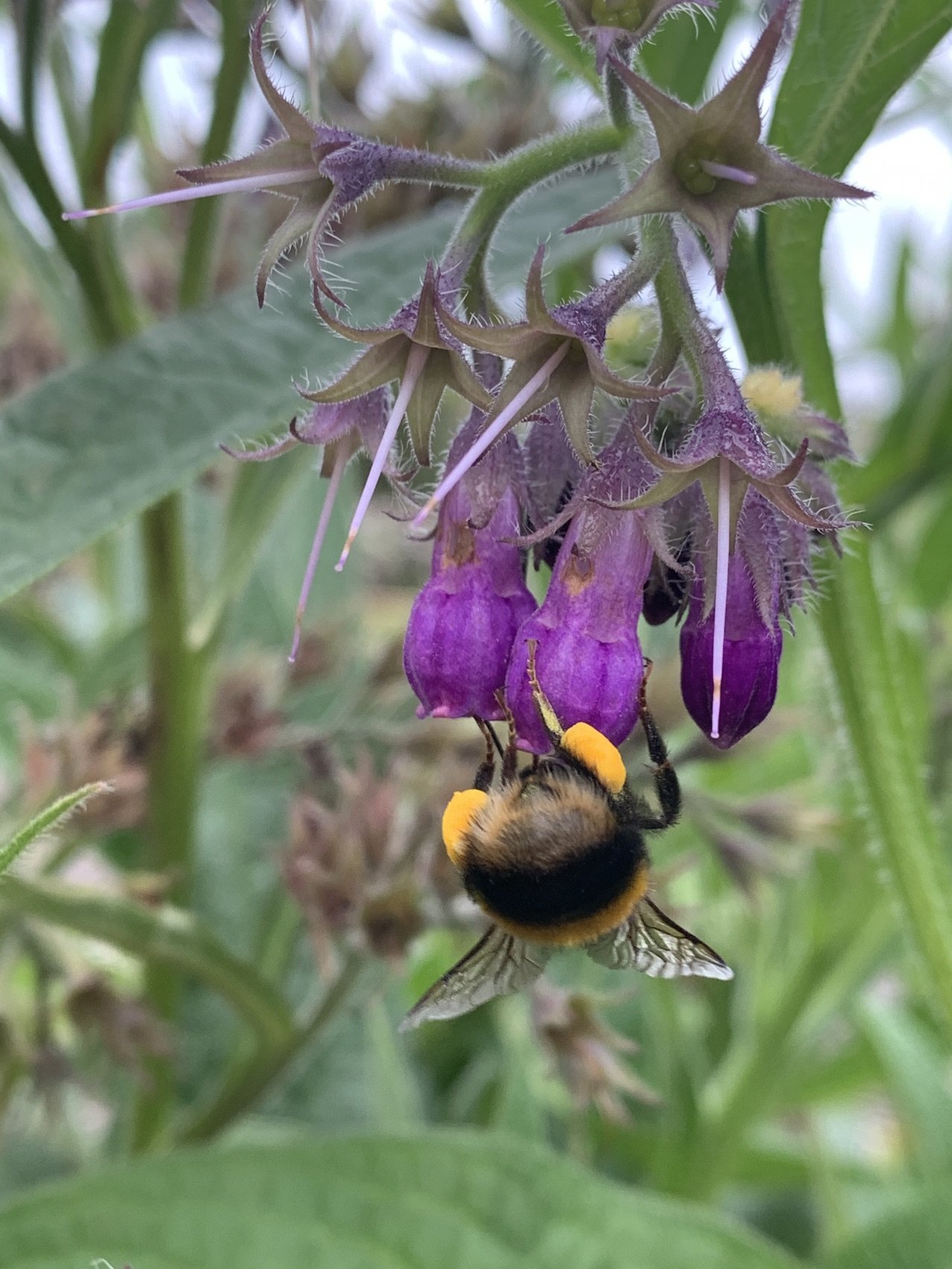 bumblebee-comfrey.jpg