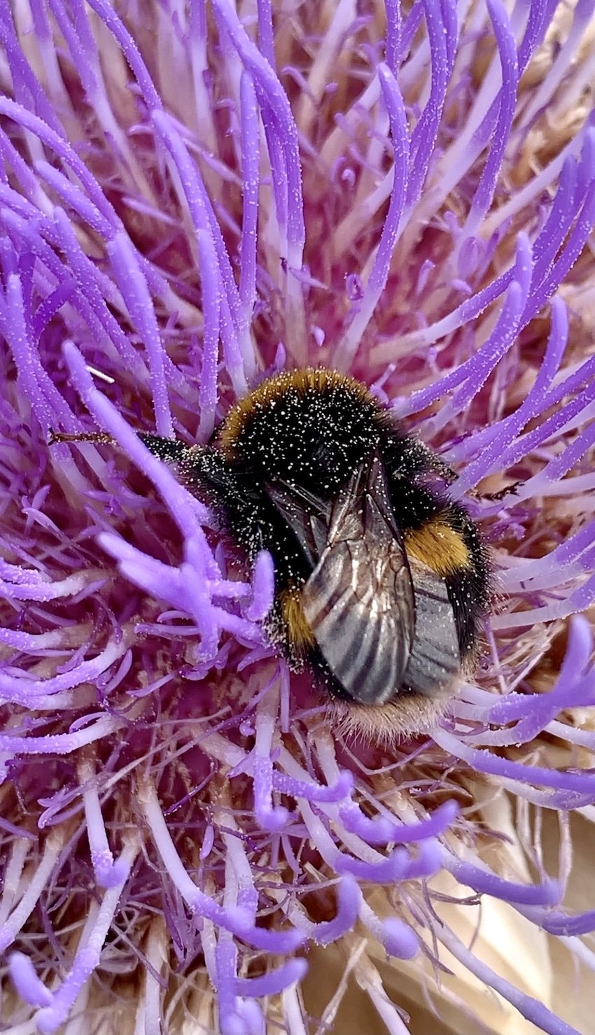 bumblebee-thistle.jpg